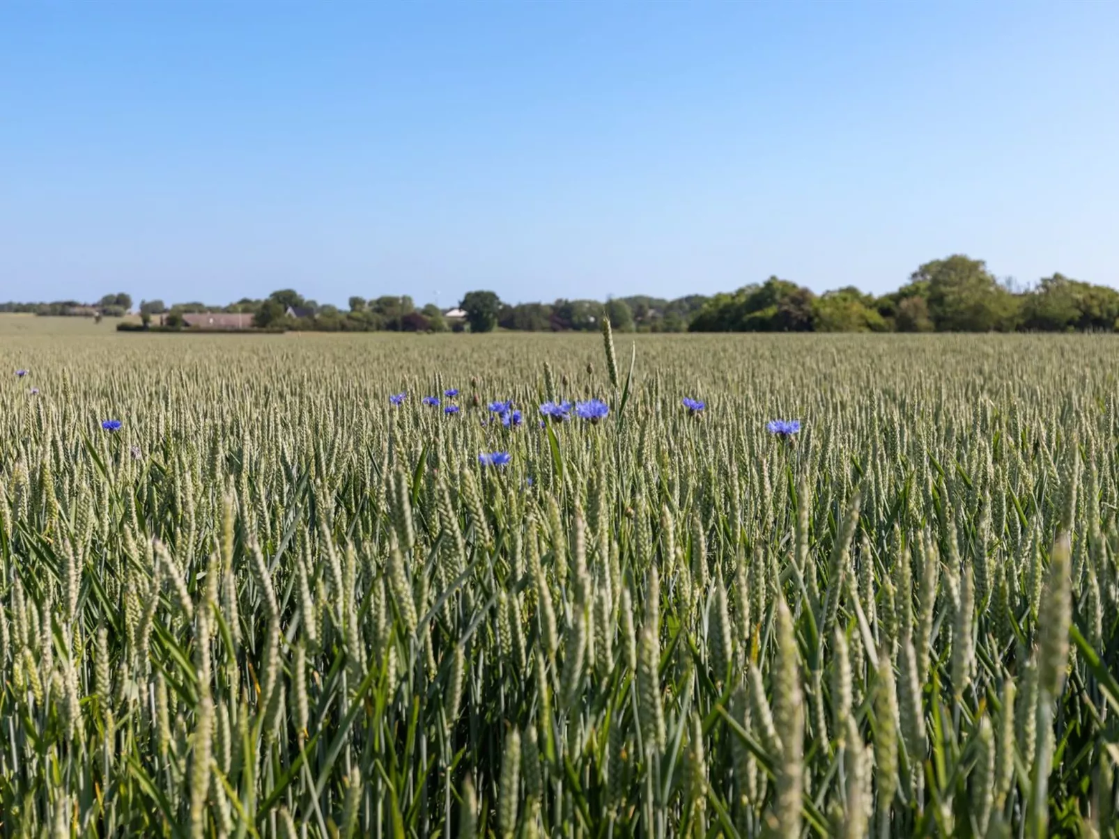 "Nilia" - 3.5km from the sea-Buiten