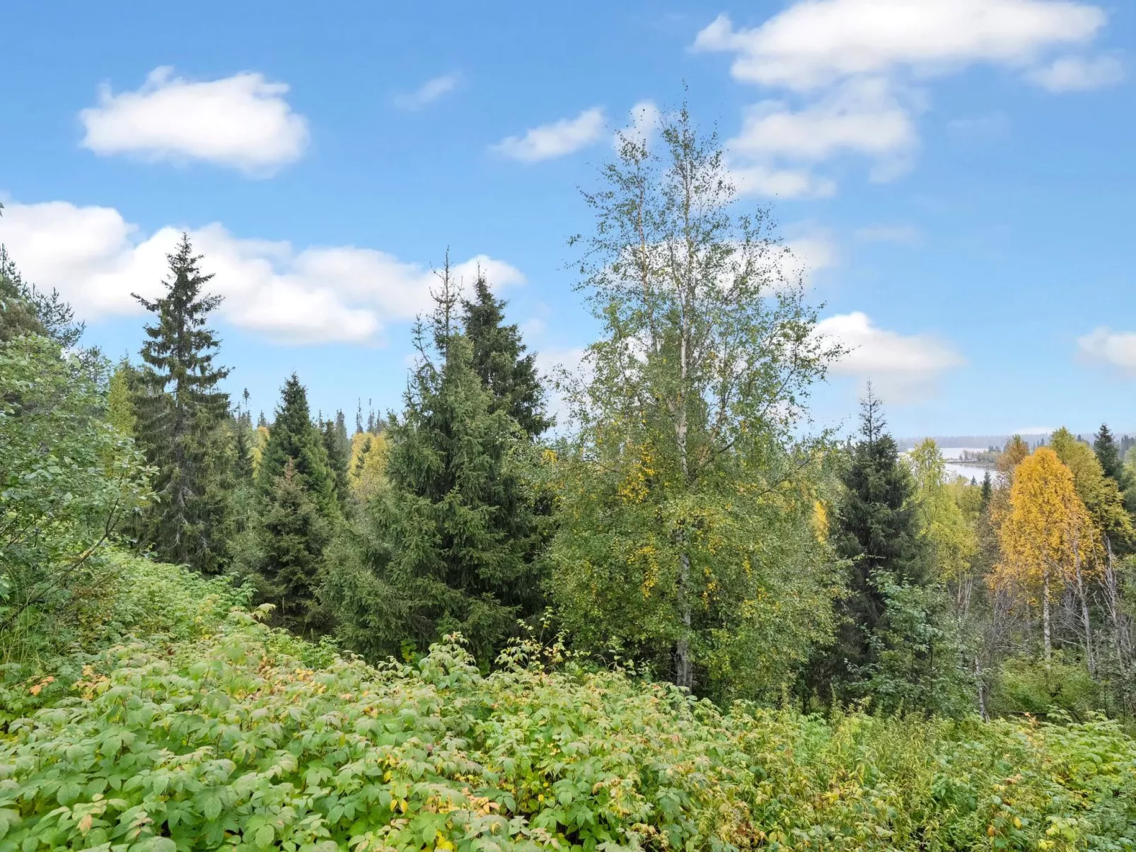 Rukanloisto a-Binnen