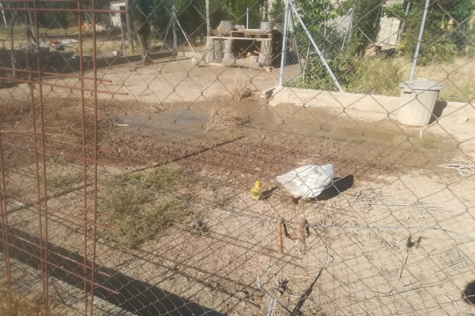 Cal Xelin-Gebieden zomer 1km