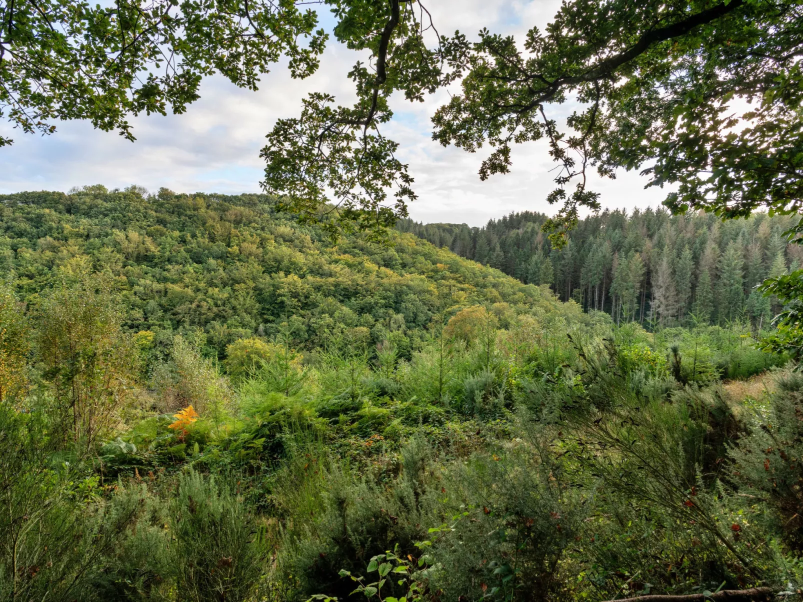 Forest Park Lodge-Buiten