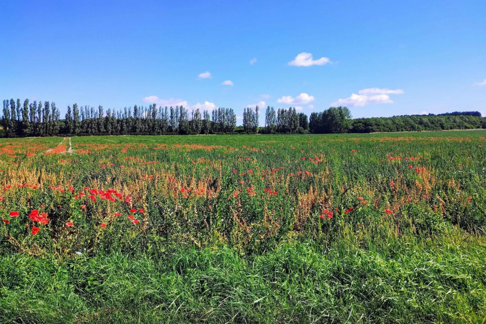 5 sterren vakantie huis in Bagenkop-Uitzicht