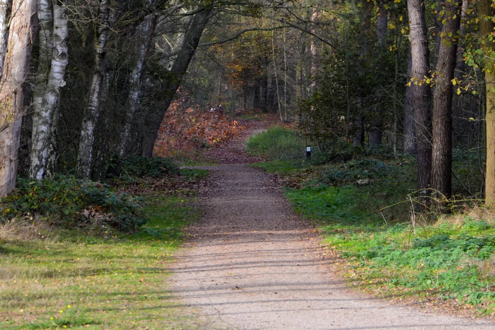Boswoning-Gebieden zomer 5km