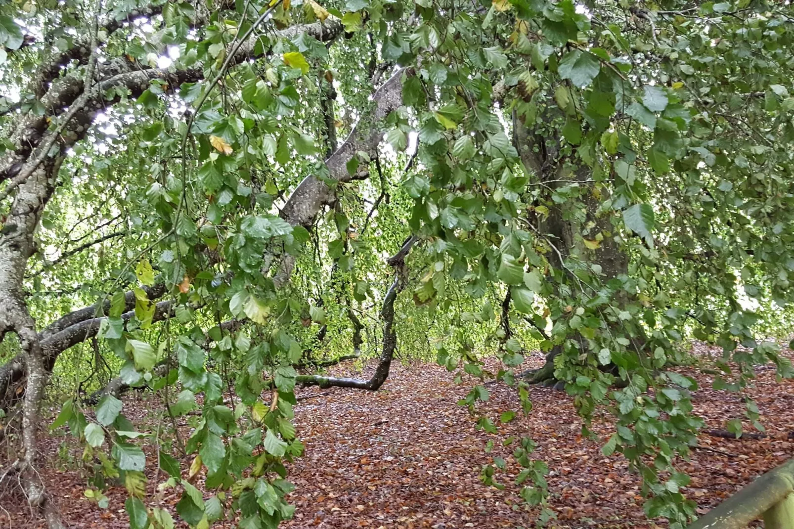 6 persoons vakantie huis in Øster Assels-By Traum-Niet-getagd