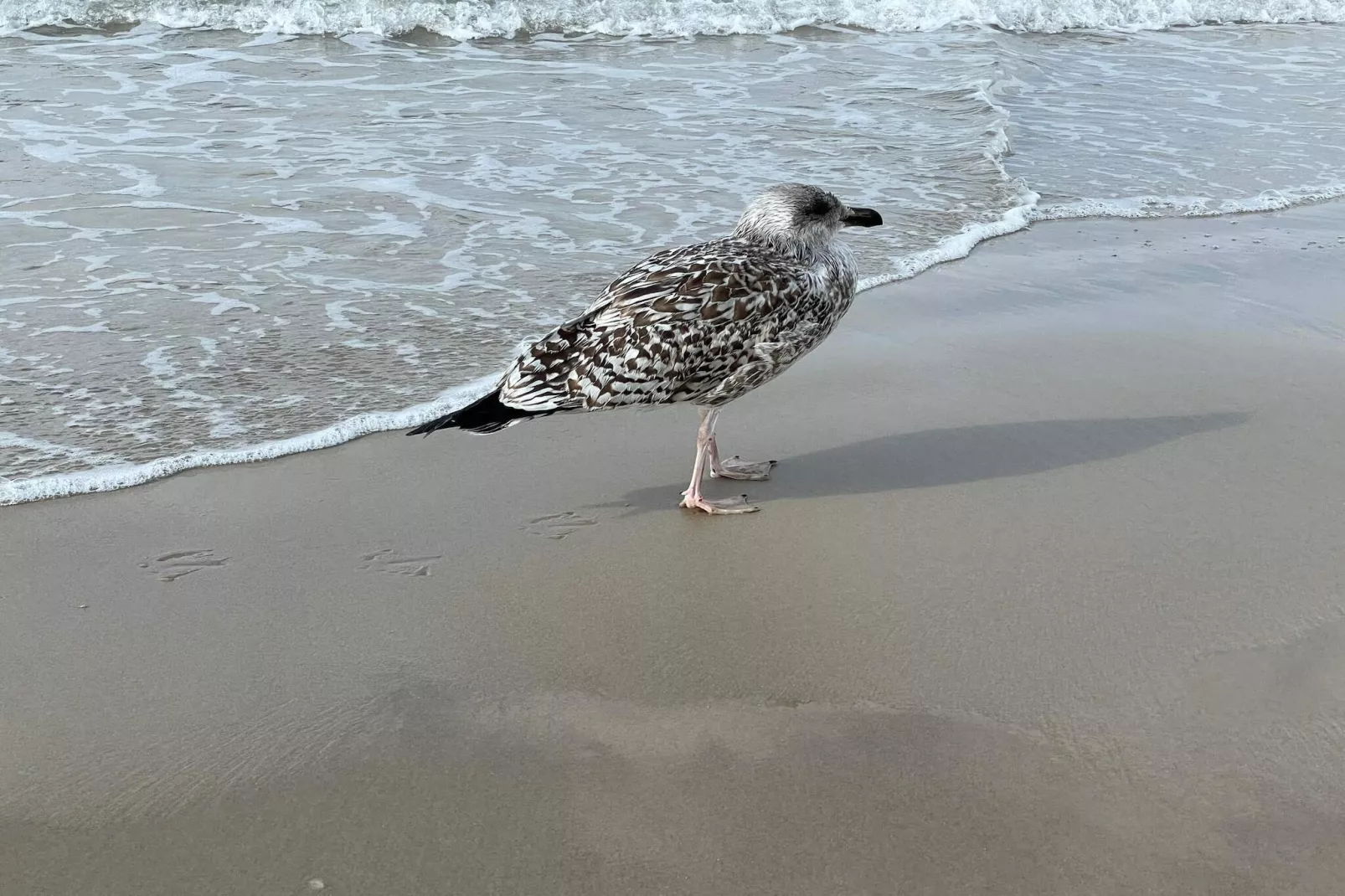 Luxe strandhuis in Blokhus -- By Traum Ferienwohnungen-Waterzicht