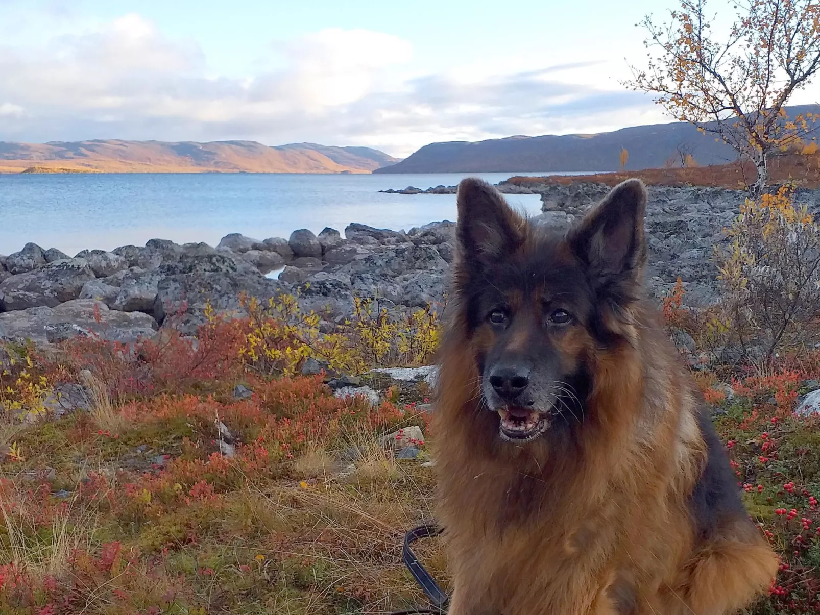 Willa kiiruna-Binnen