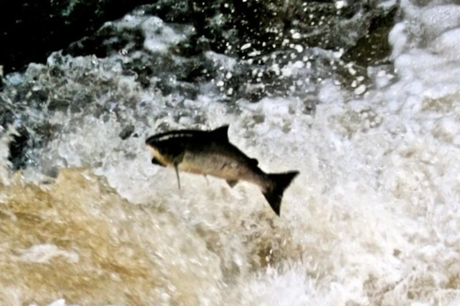 Maison à Oughterard-Niet-getagd