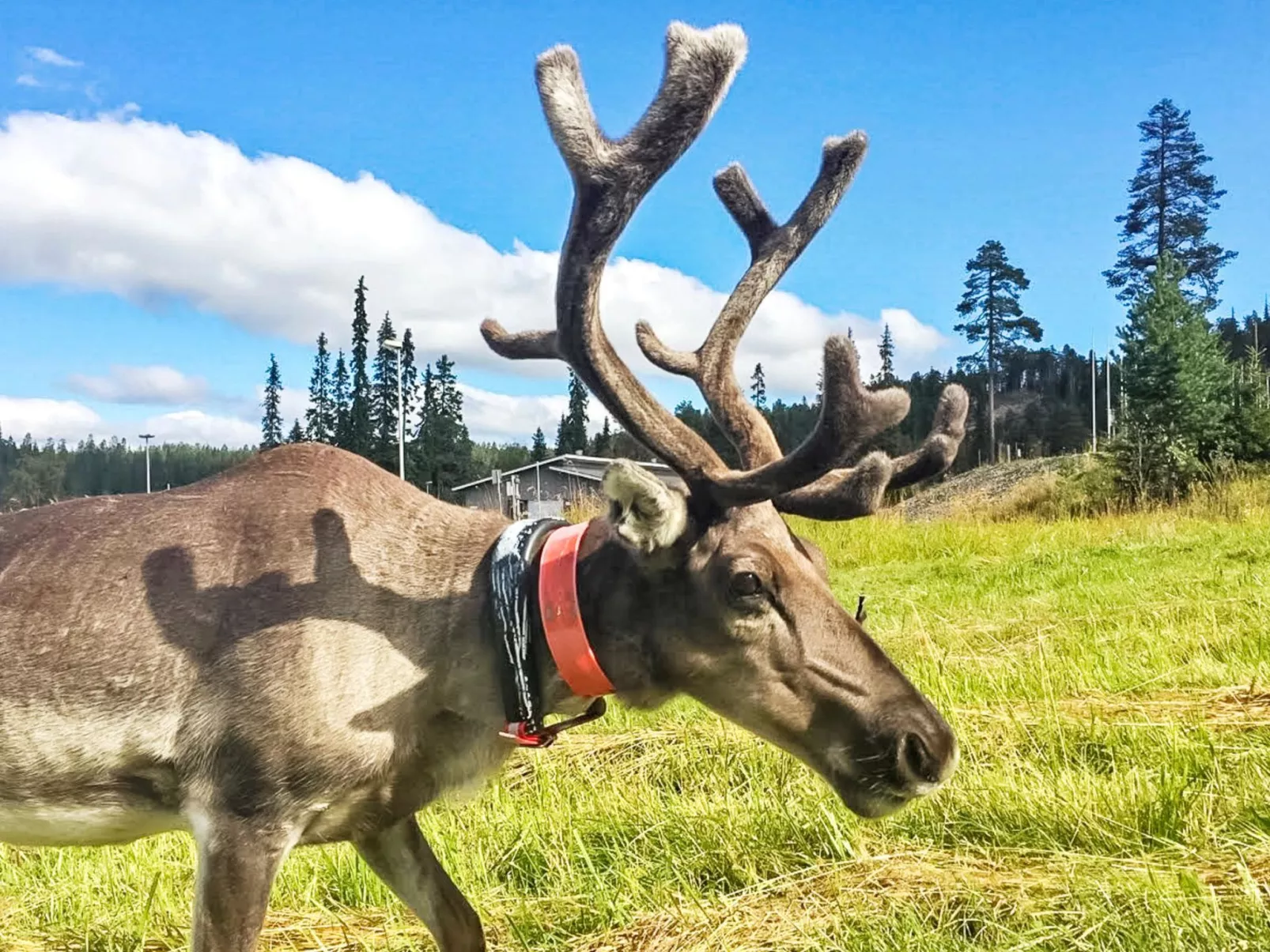 Rukatonttu d 13-Binnen