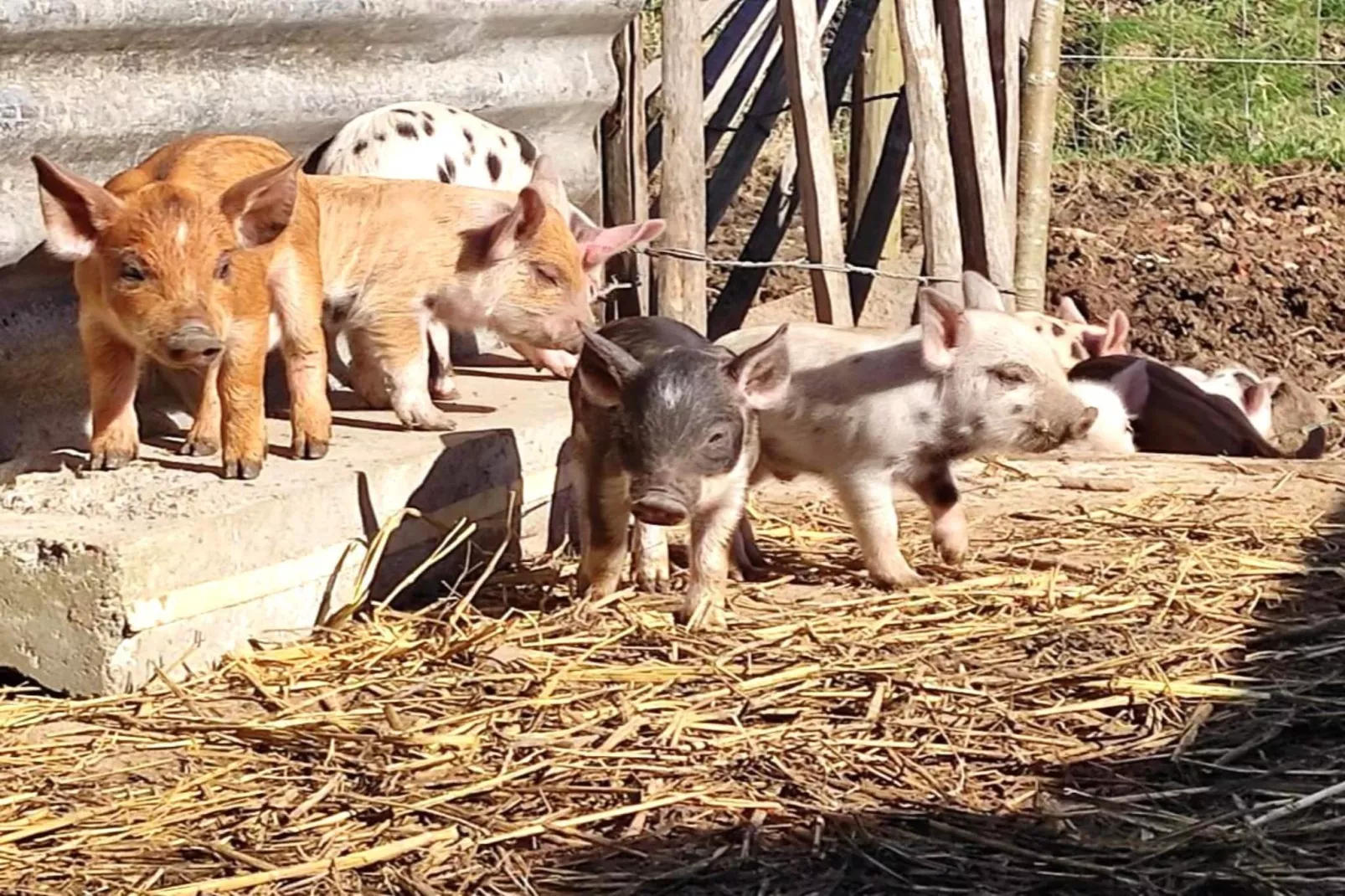 De Smishoeve volledig - met wellness