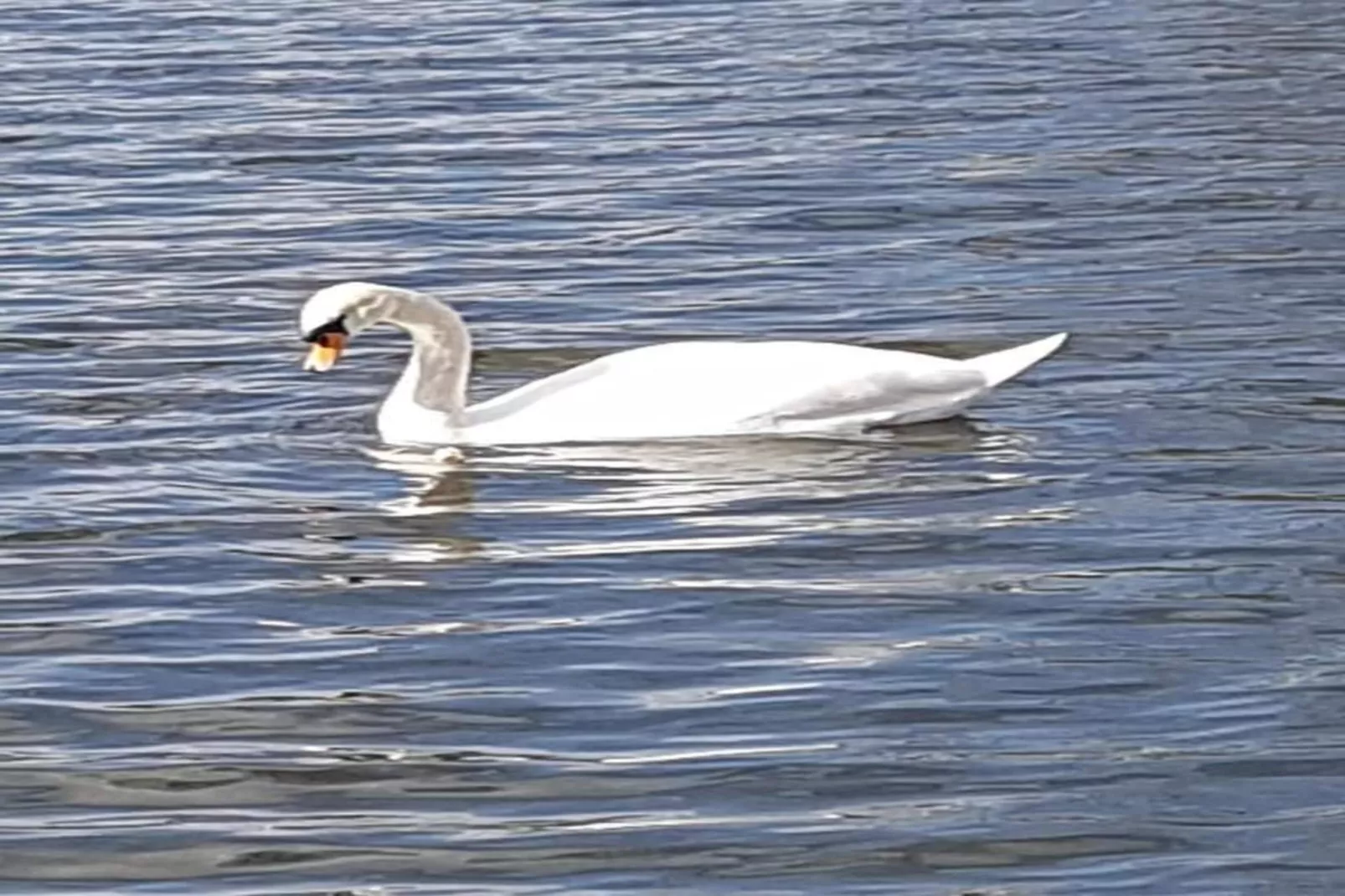 Hausboot in Zehdenick-Gebieden zomer 20km