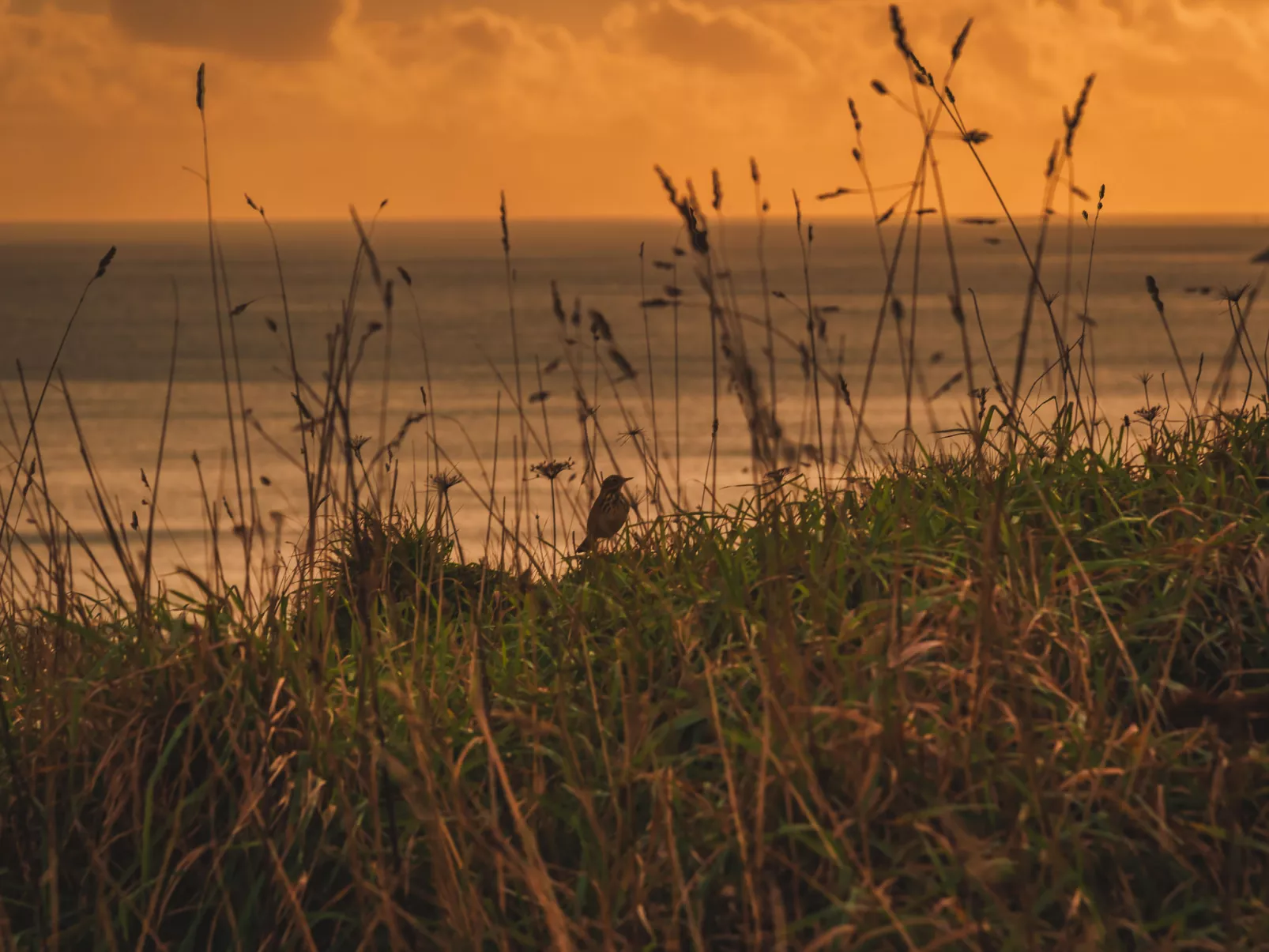 Dingles Cottage-Omgeving