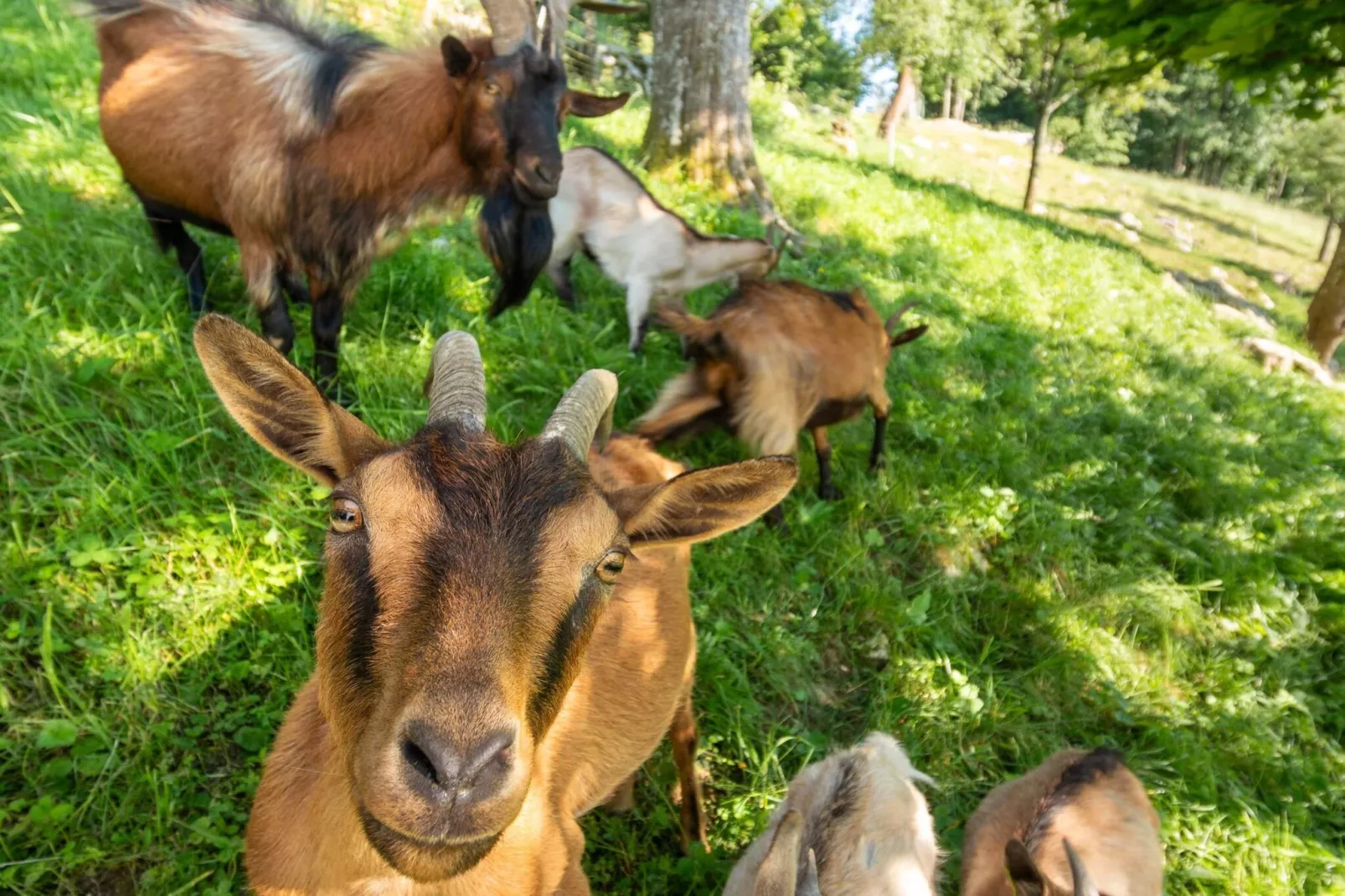 Nature Hideaway Holiday Homes with Sauna - One Bedroom Holiday Home (owner Pika)-Buitenlucht