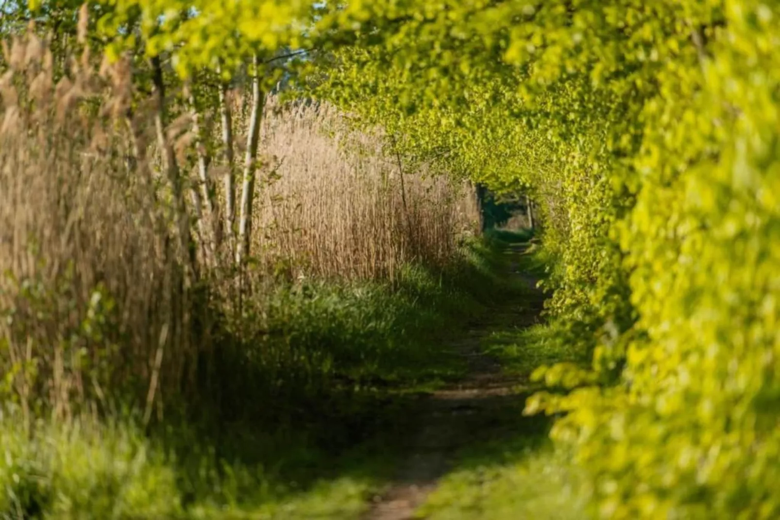 Hausboot in Zehdenick-Gebieden zomer 20km