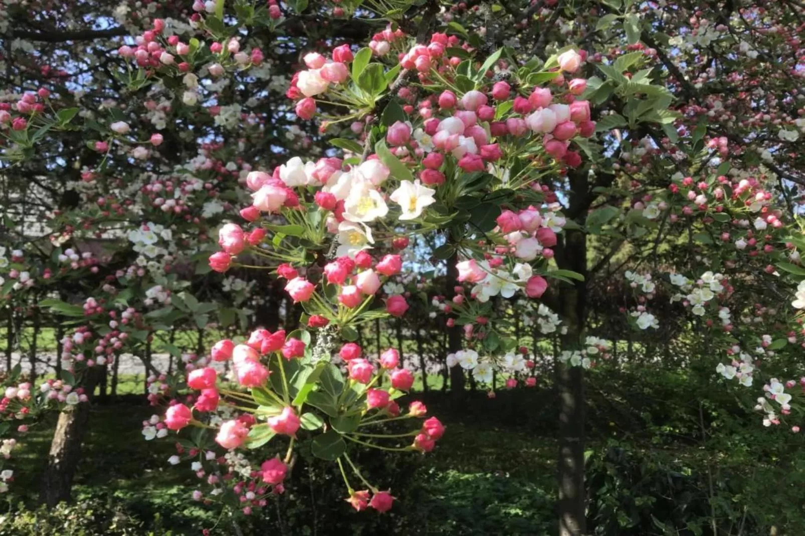 Vakantiepark Molenvelden 6-Gebieden zomer 20km