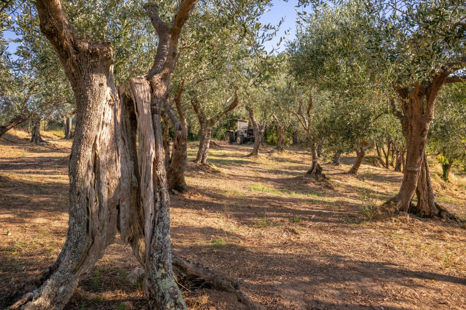 Tenuta del Serra-Tuin winter
