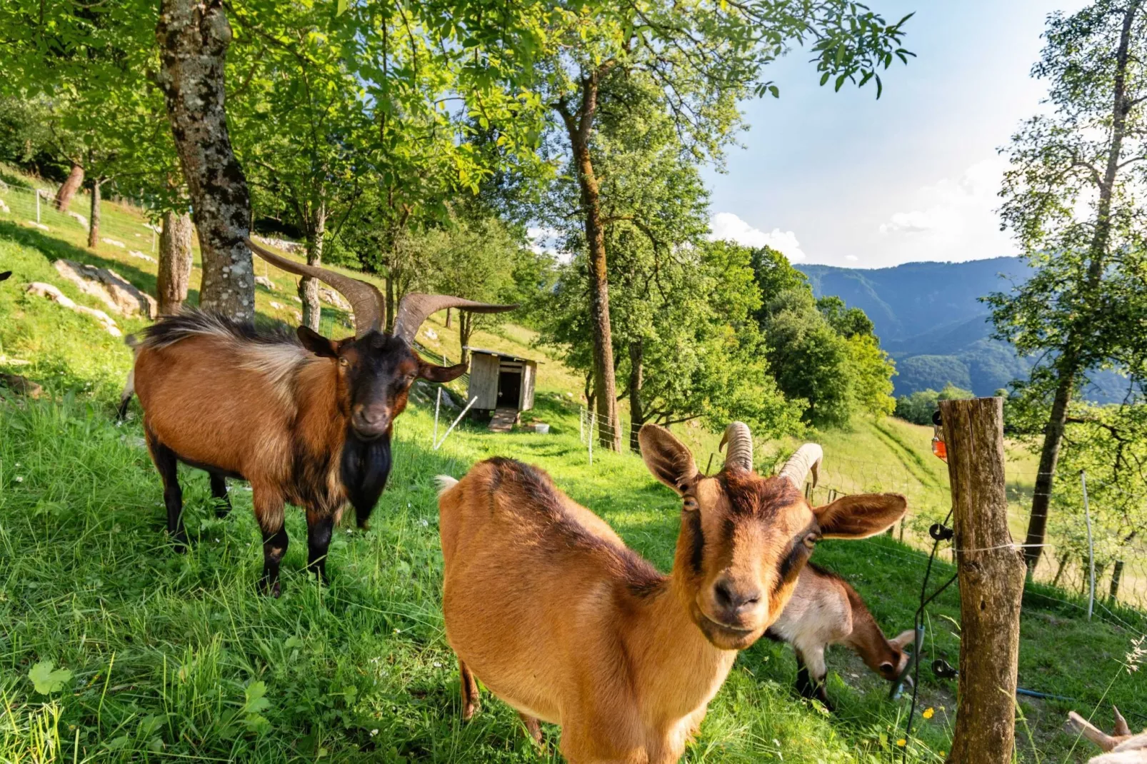 Nature Hideaway Holiday Homes with Sauna - One Bedroom Holiday Home (owner Pika)-Buitenlucht