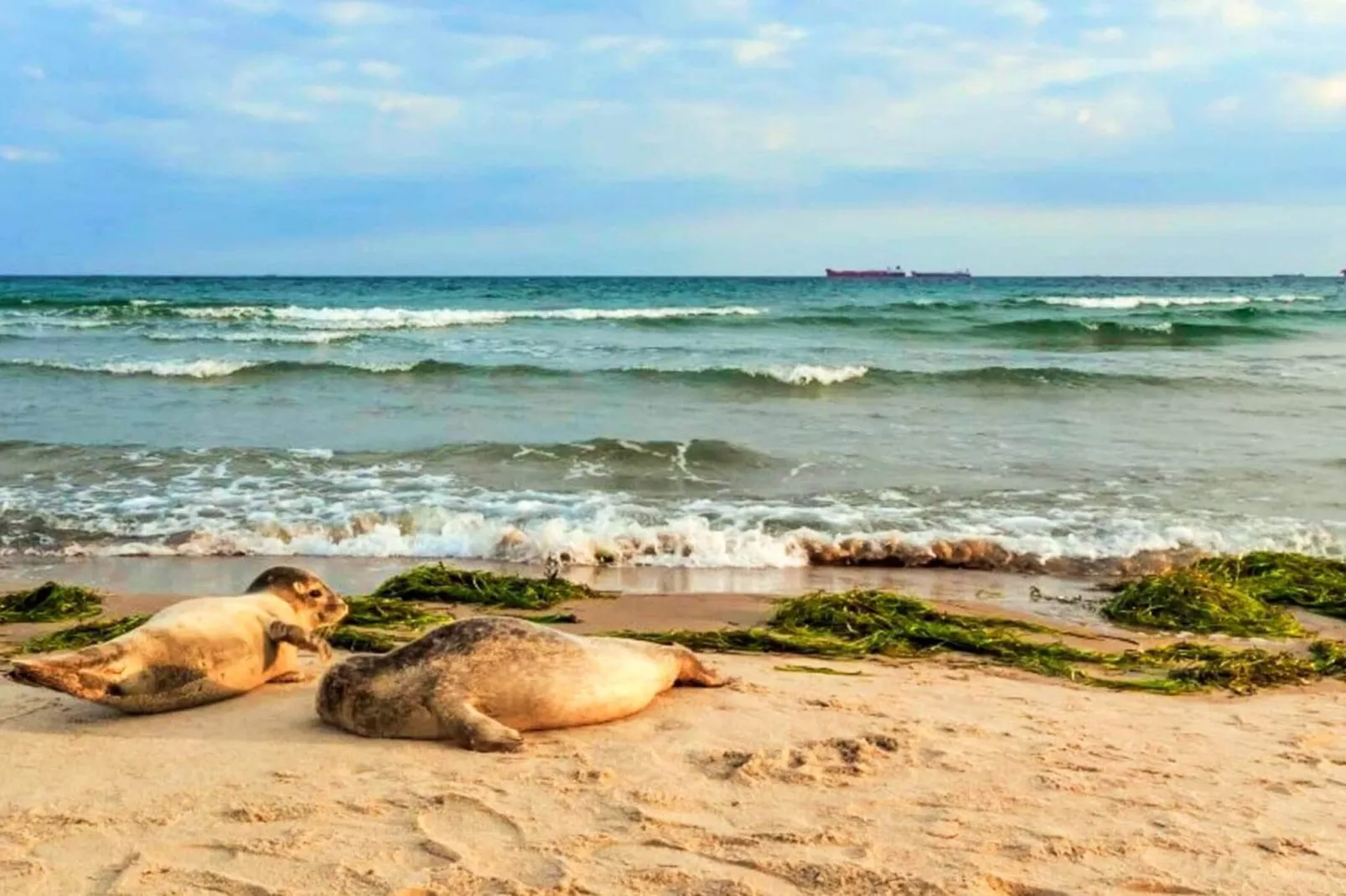 5 sterren vakantie huis in Skagen-By Traum