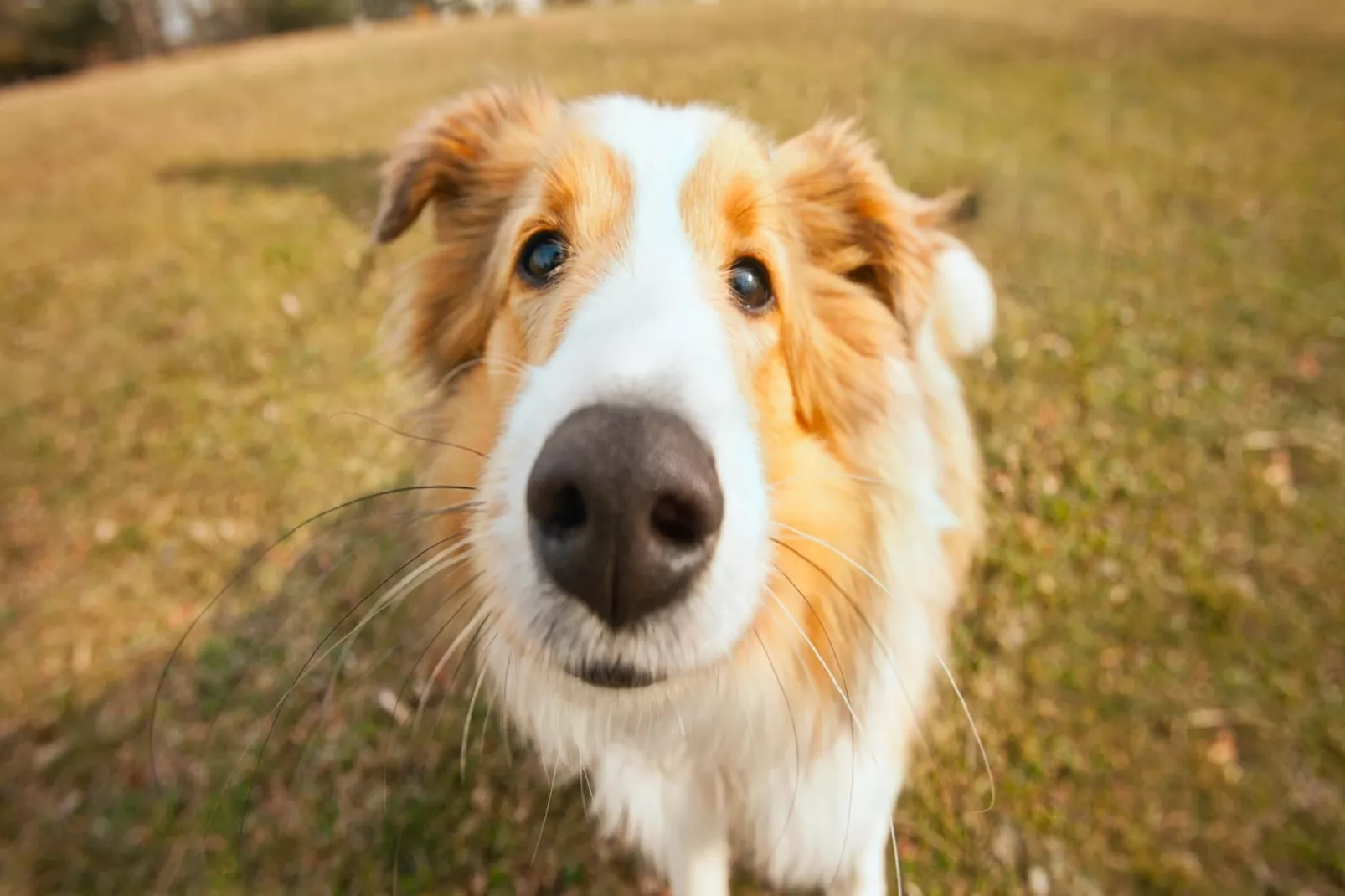 Domaine Des Messires 2-Sfeer