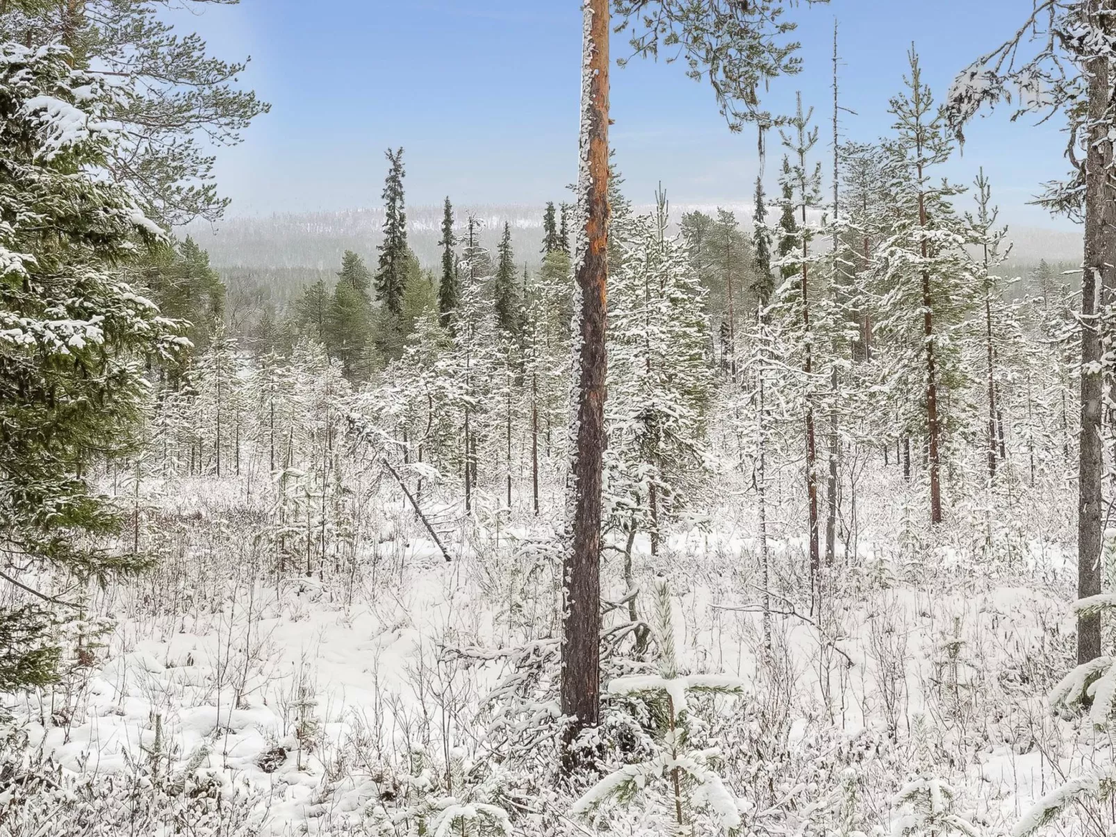 Teppolan rinne-Binnen
