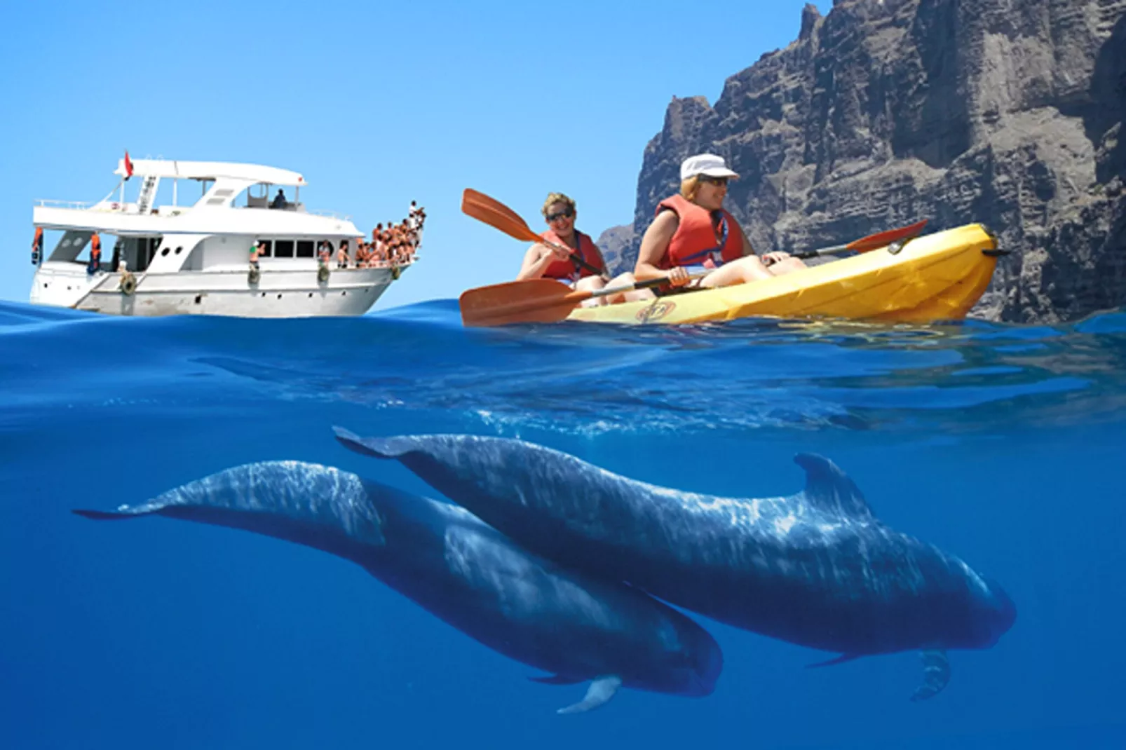 Delfin 101B 1d-Gebieden zomer 5km