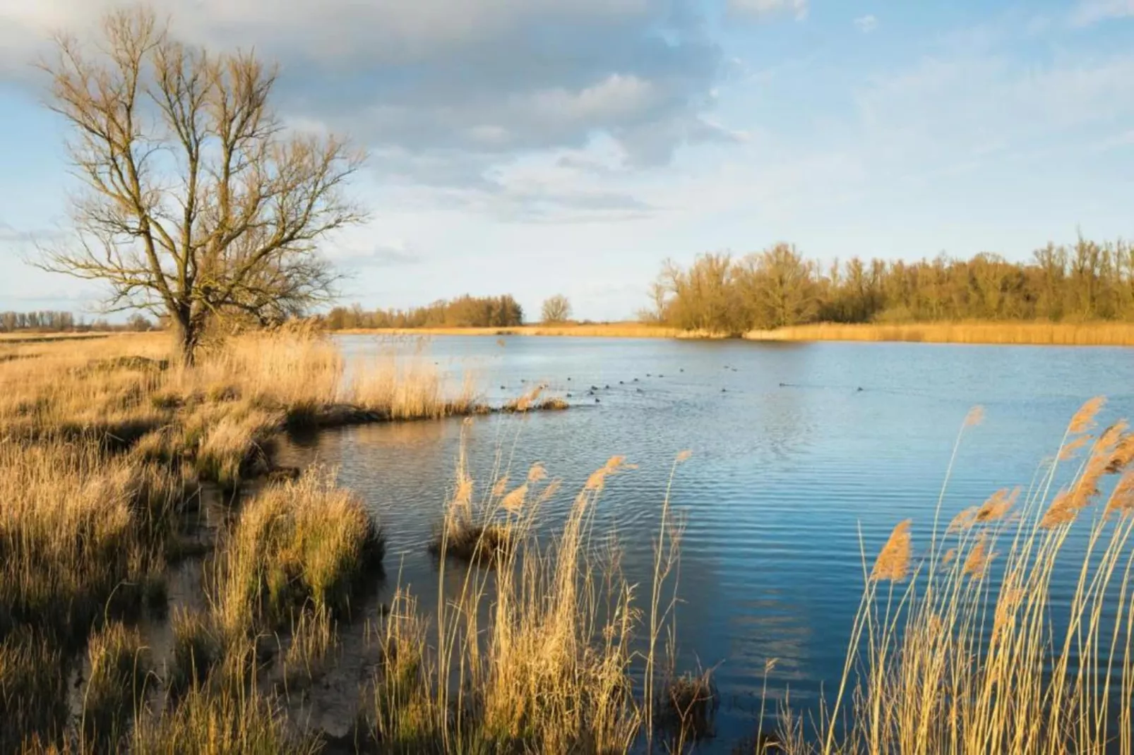 Vakantiepark Molenvelden 6-Gebieden zomer 20km