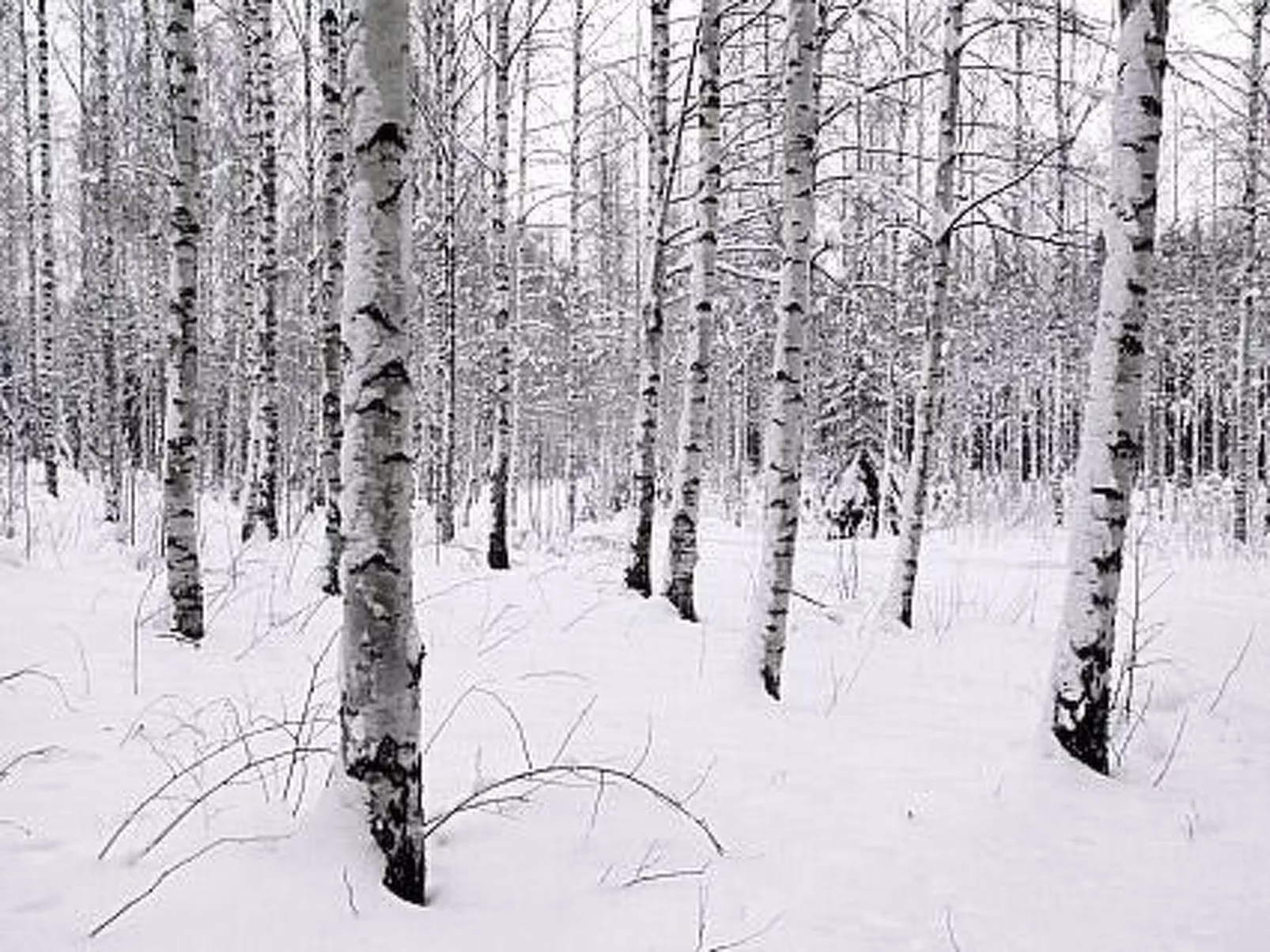 Kopinkallio 2-Binnen