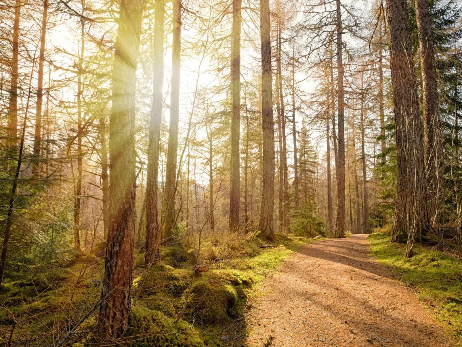 Highland Garden Room-Omgeving