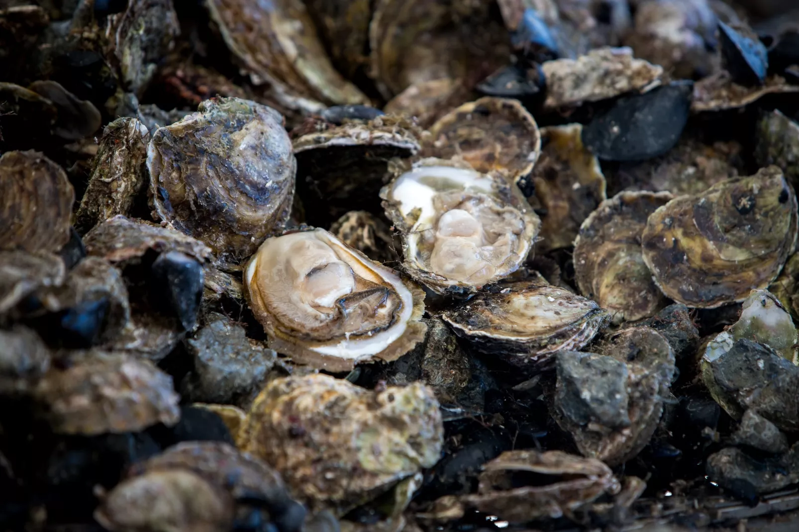 Holiday Home Monika - Two Bedroom Holiday Home with Terrace and Sea View-Buitenlucht