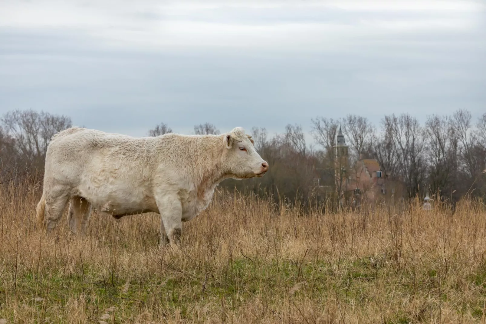 Zonnedorp Kavel 10 Renesse | Villa near the Beach & with Spacious Garden-Gebieden zomer 20km
