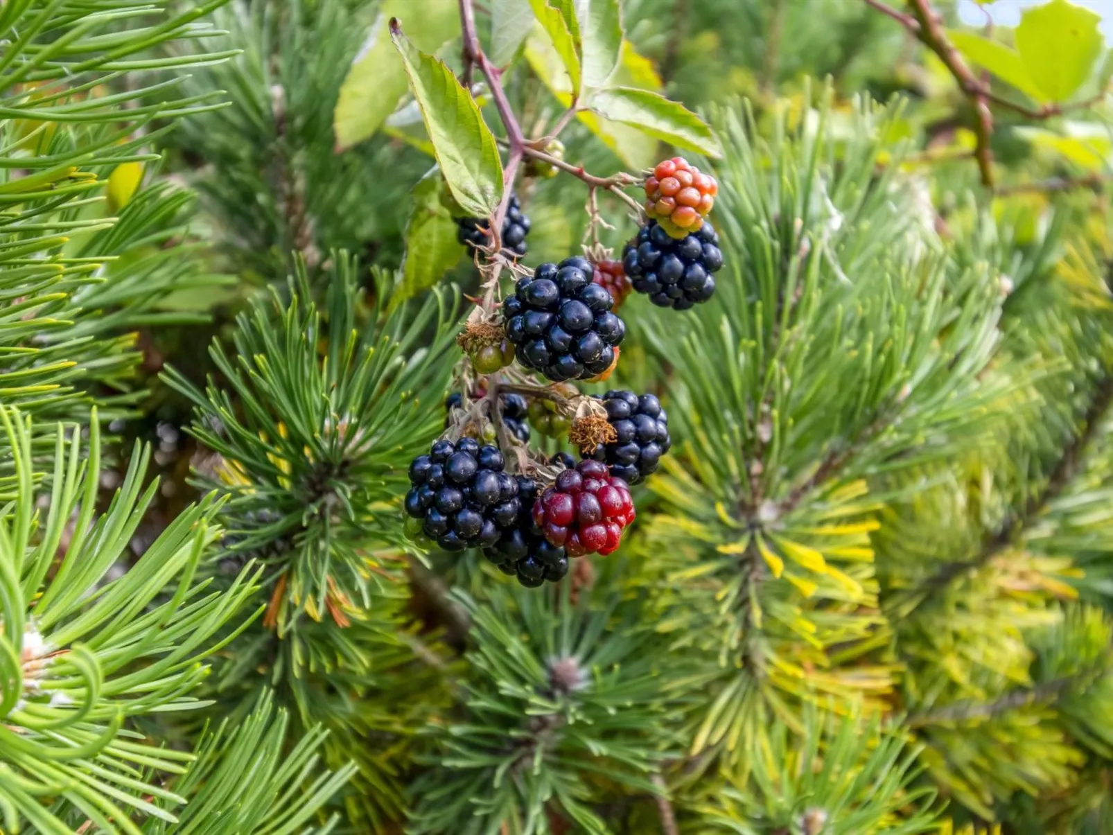 "Taisto" - 1.8km from the sea-Binnen