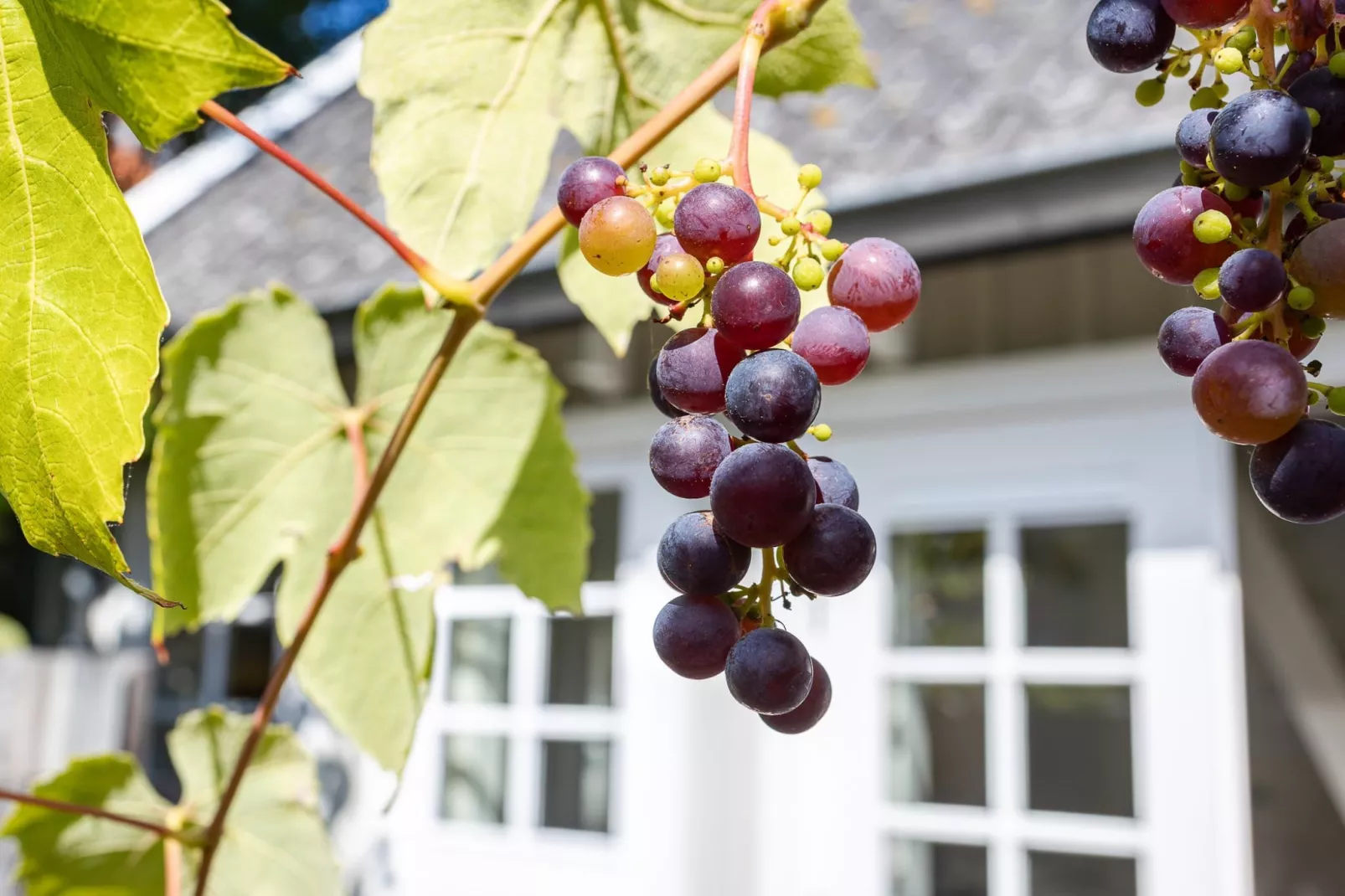 Lijsterhofstraat 13 - Knusse vakantiewoning nabij strand en centrum-Sfeer
