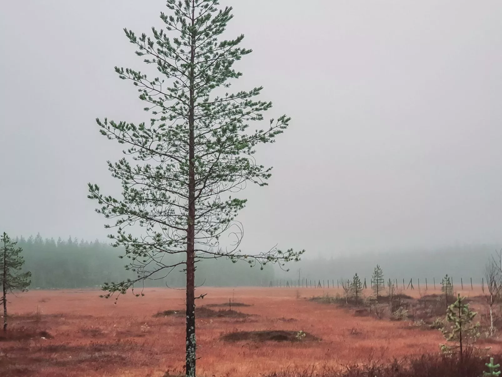 Domnan pirtti-Binnen