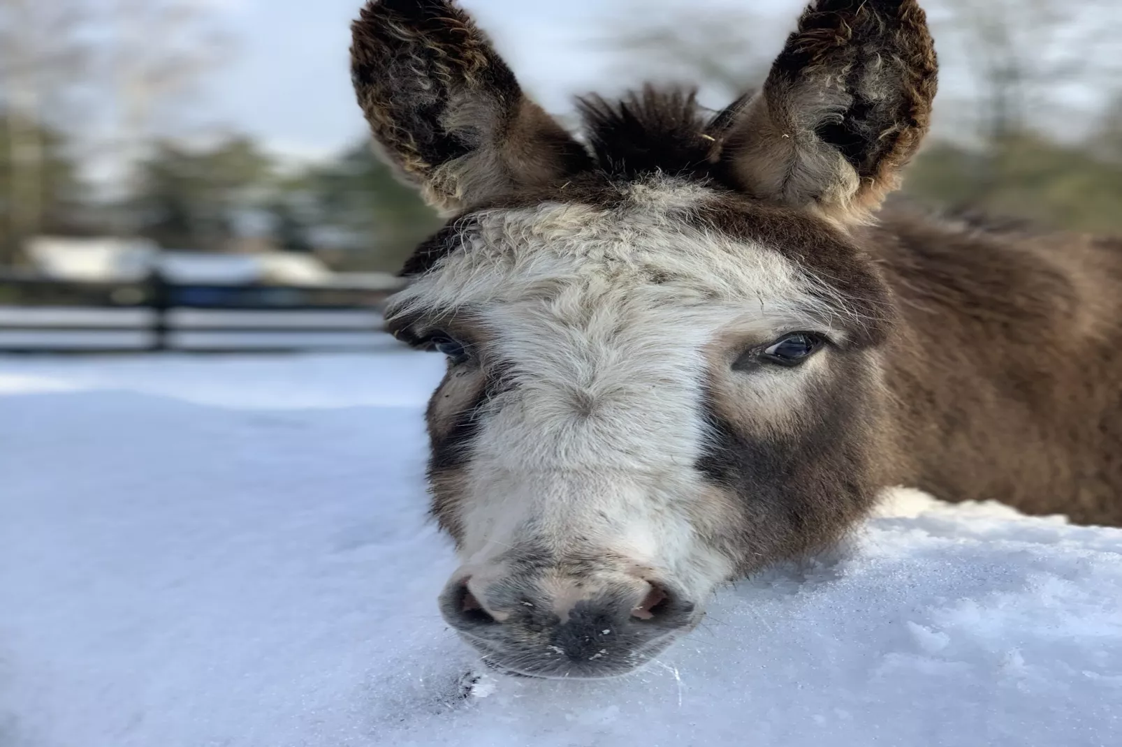 Ferienhaus in Plau am See 3SZ-Gebied winter 1km