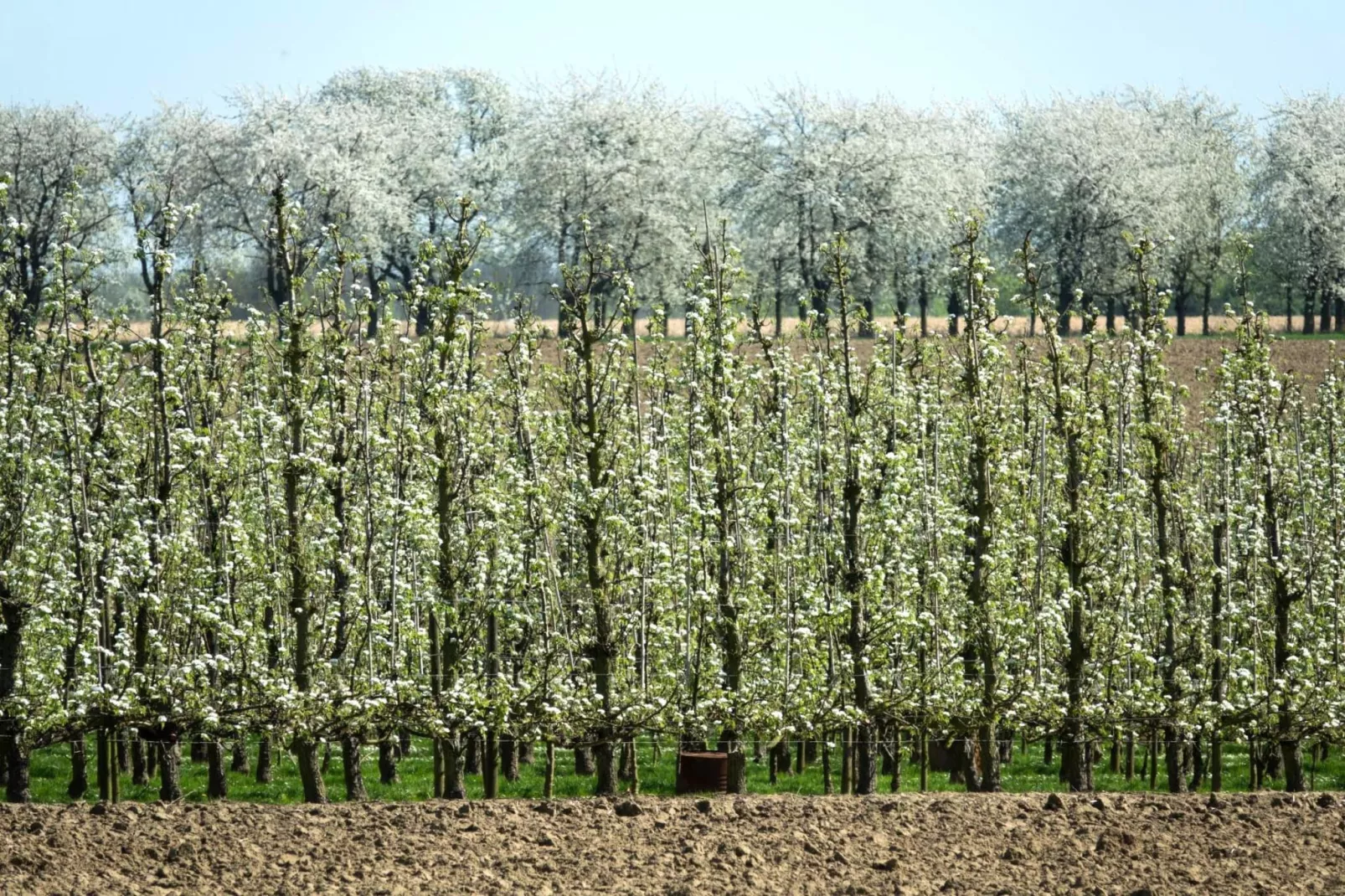 Karper studio-Gebieden zomer 1km