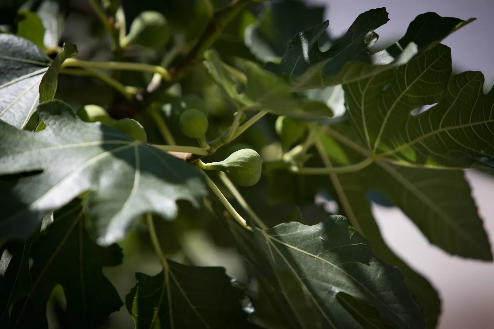 Holiday Home Monika - Two Bedroom Holiday Home with Terrace and Sea View-Buitenlucht