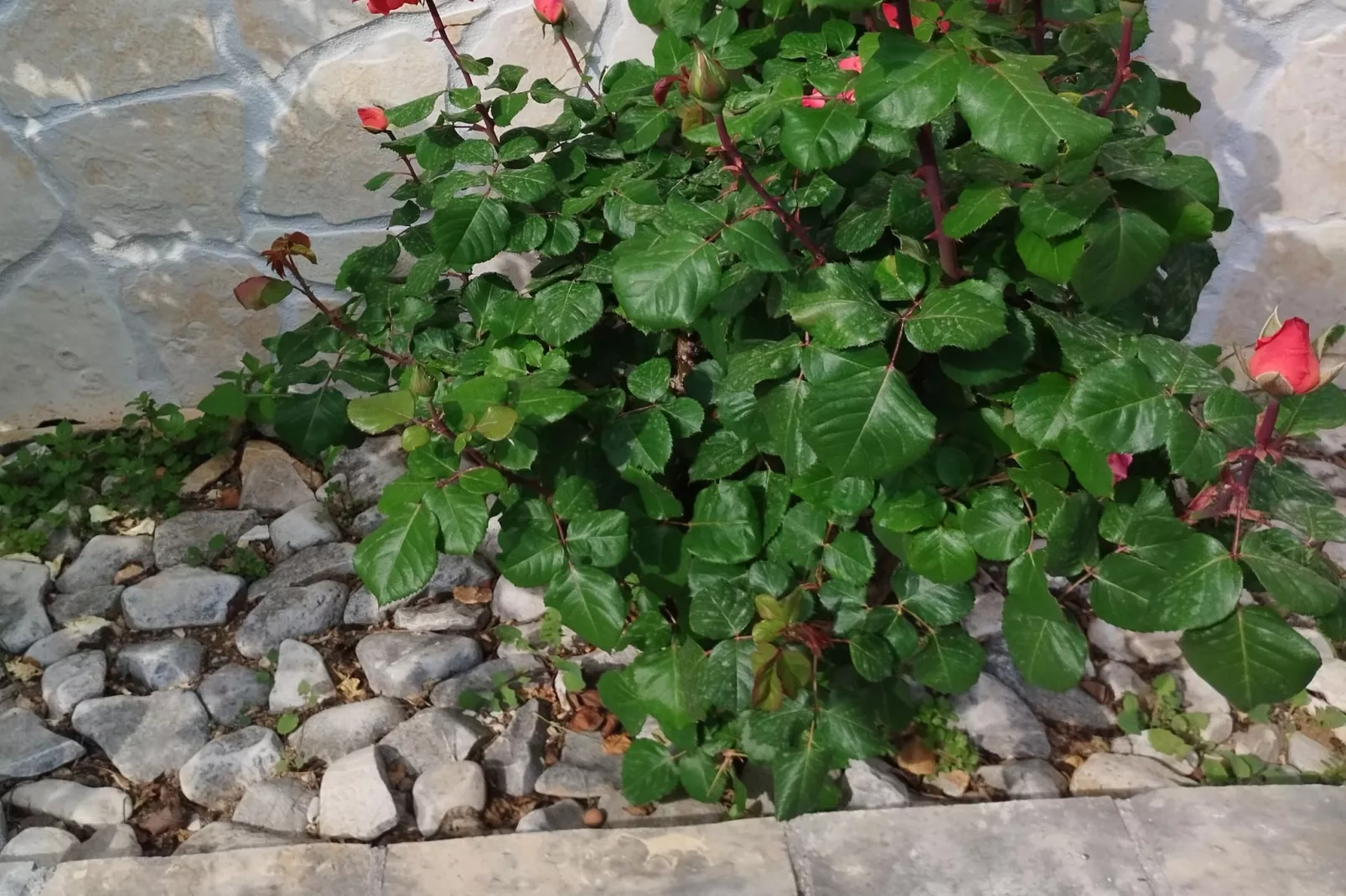 One-Bedroom Apartment With Terrace And Sea View (A1)-Sfeer