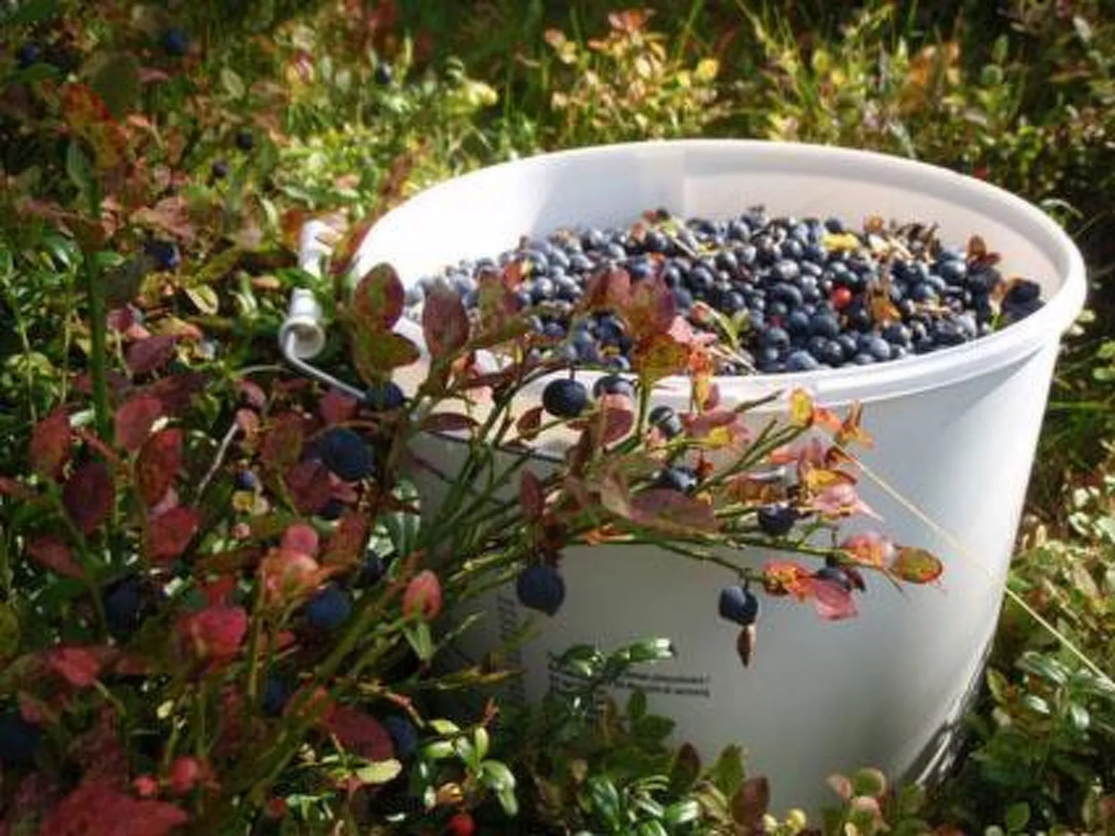 Vaaran loma-asunto-Binnen