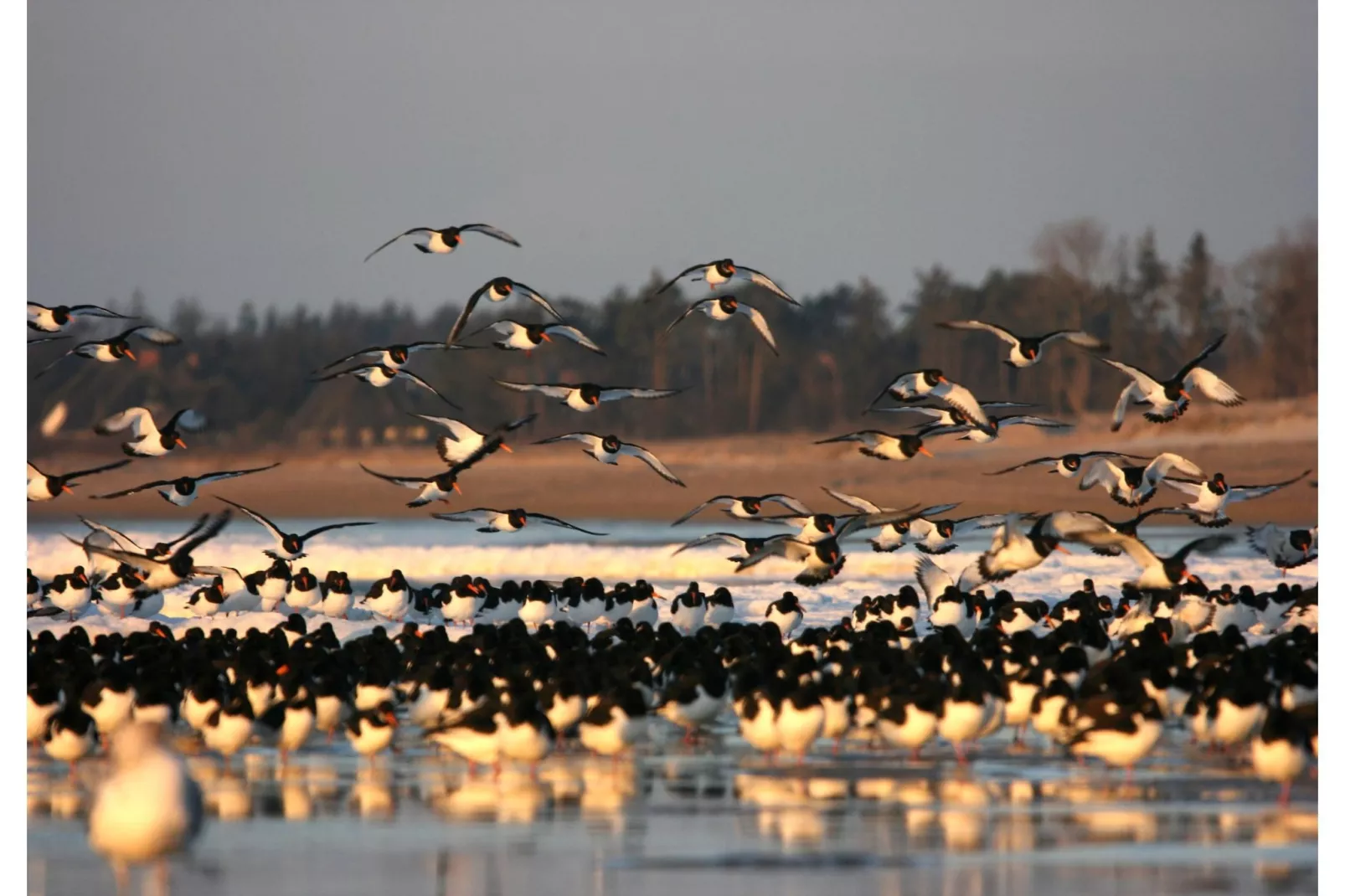 Ferienhaus Hilligenlei-Gebieden zomer 1km