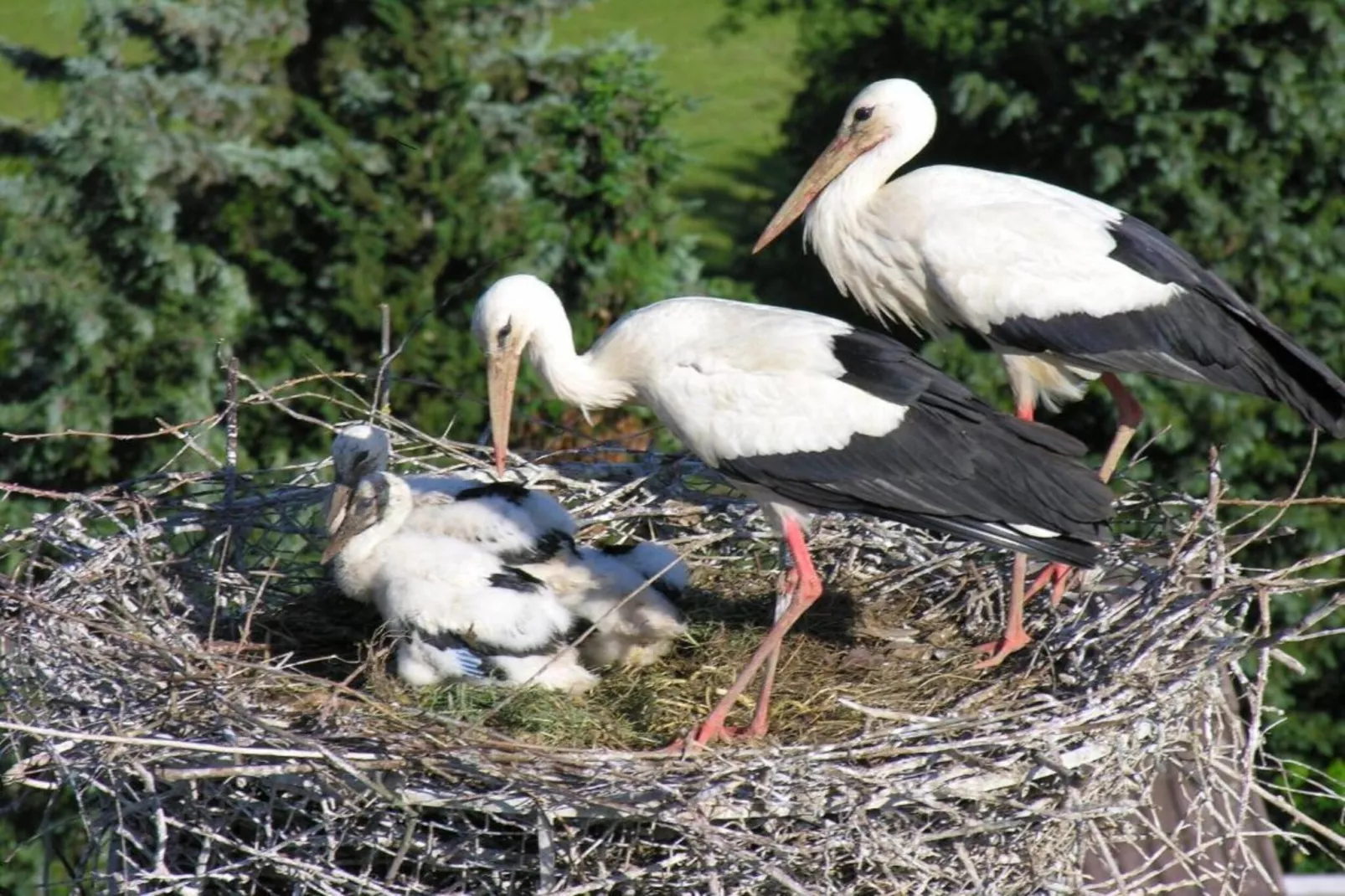 Luxuriöses Wohnen im historischen Haus-Gebieden zomer 5km