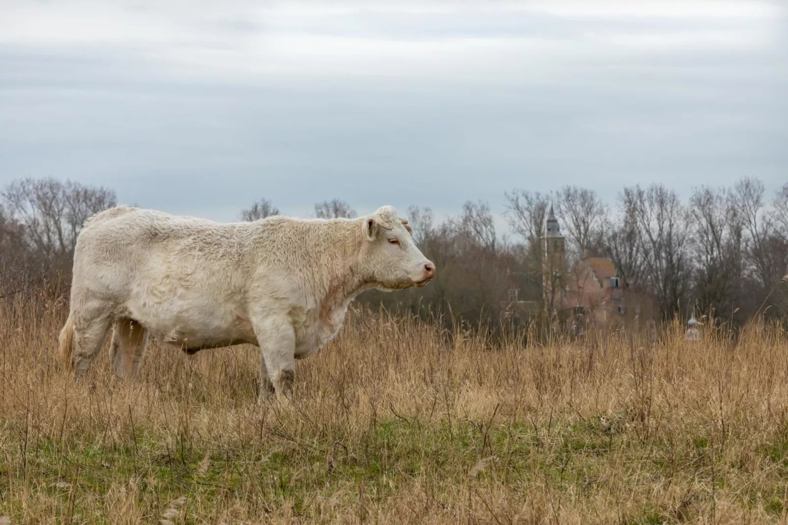 Zonnedorp 23 Zeeland Huis Renesse: Luxury Beach Holiday | Close to North Sea-Gebieden zomer 5km