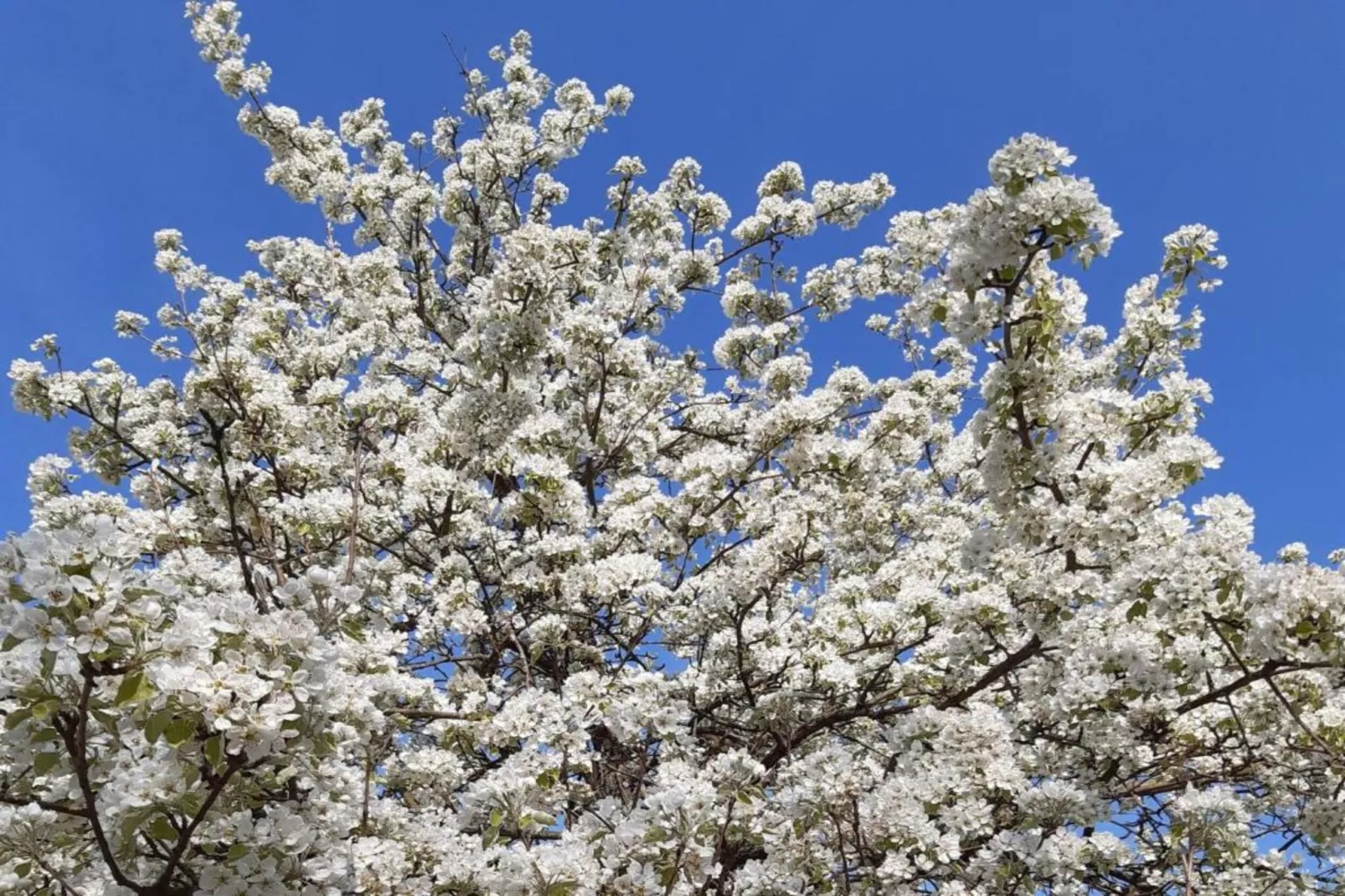Luxuriöses Wohnen im historischen Haus-Gebieden zomer 5km