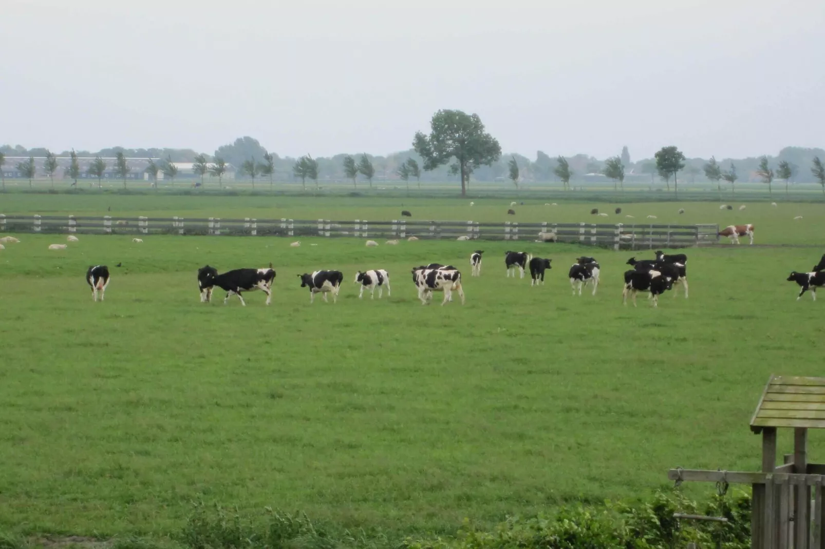 BELLEVUE-Gebieden zomer 1km