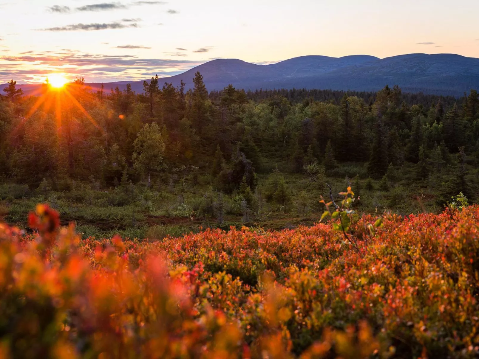 Lappi dream house-Binnen