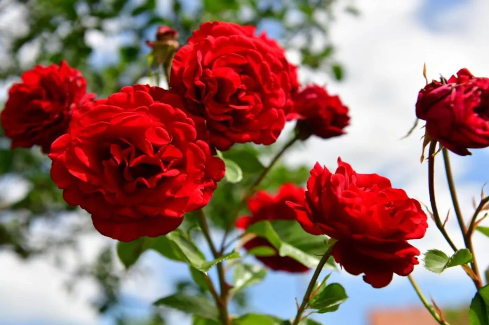 Holiday Apartment Vuković - Three Bedroom Holiday Home With Terrace-Uitzicht