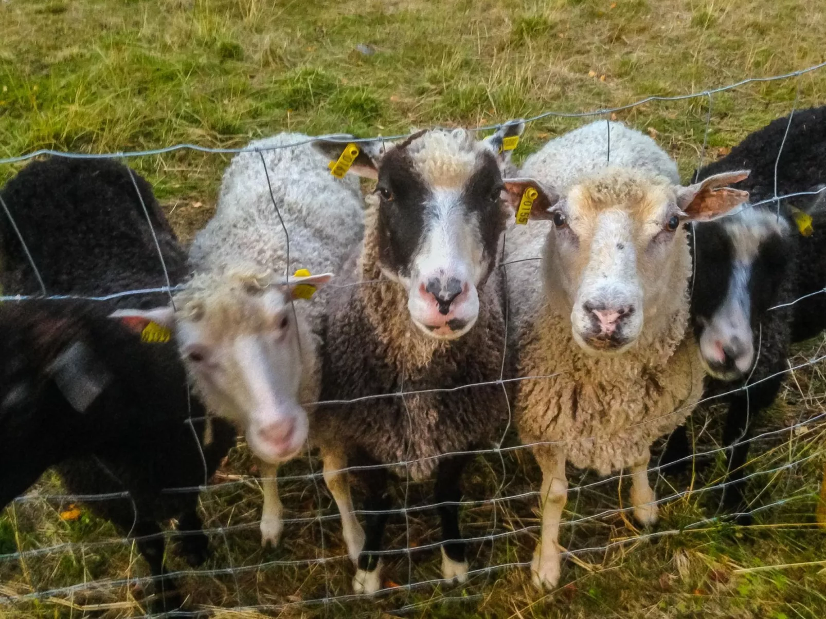 Lystikämän elämys-Binnen