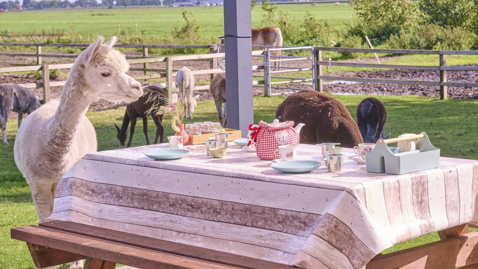 Alpa Casa-Gebieden zomer 1km