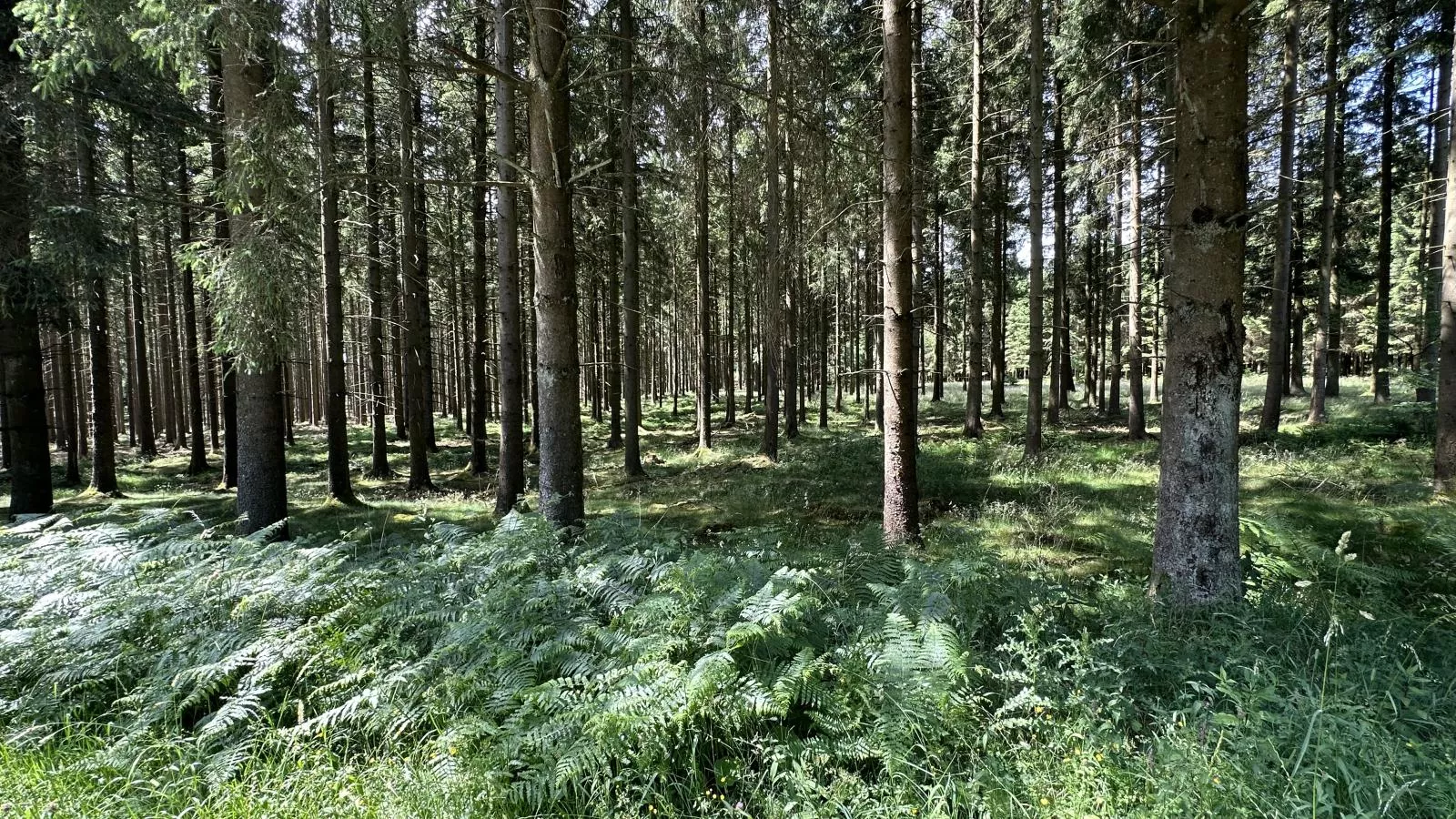 Le Fournil-Gebieden zomer 1km