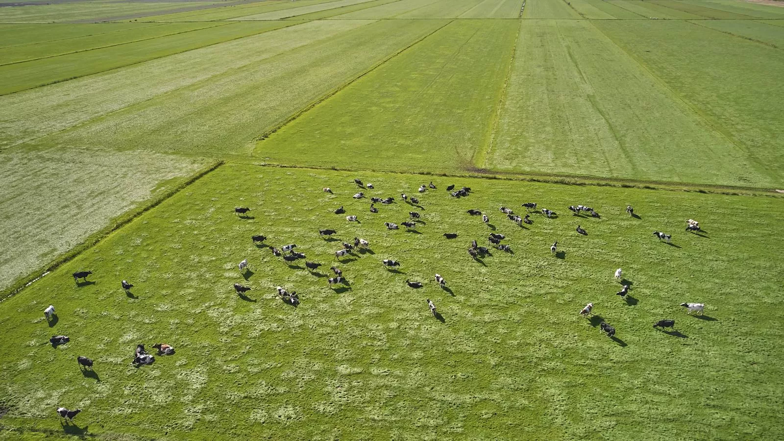 Alpa Casa-Gebieden zomer 1km