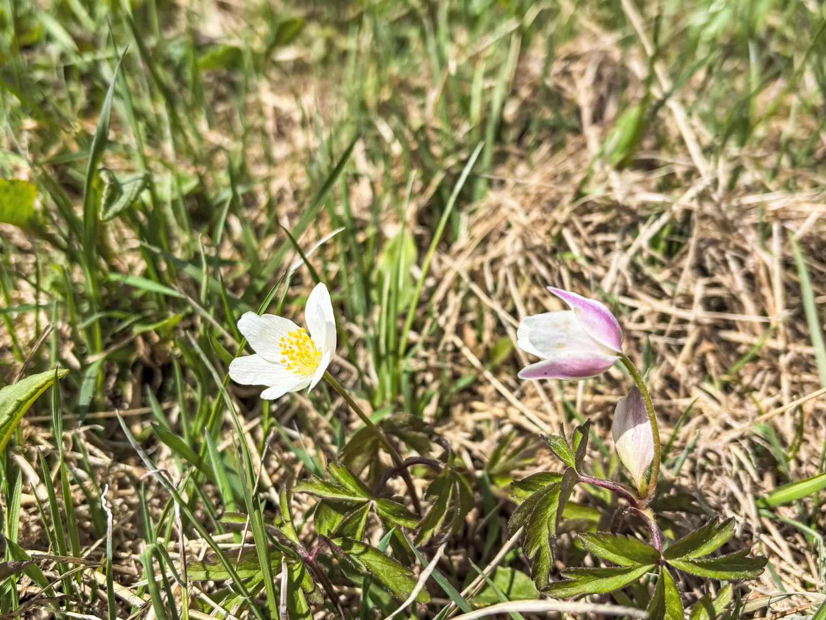 Na Kovárně-Omgeving