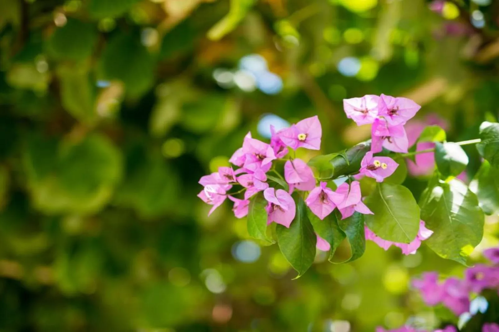 One-Bedroom Apartment With Lake View-Uitzicht