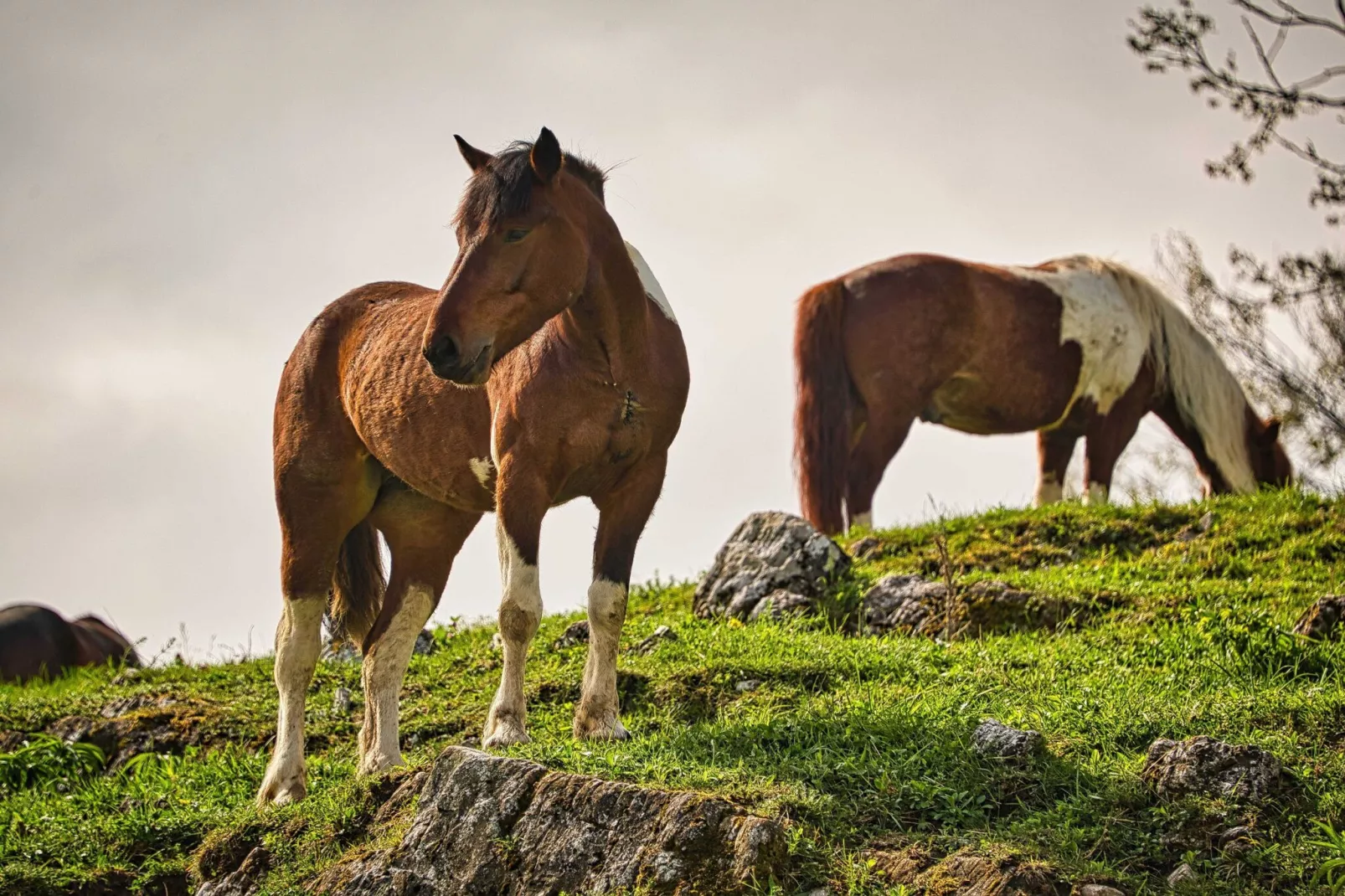 Visnja Gora Meadow Hideaway with Terrace - One Bedroom Cottage with Terrace (owner Hiška na skalci)-Buitenlucht
